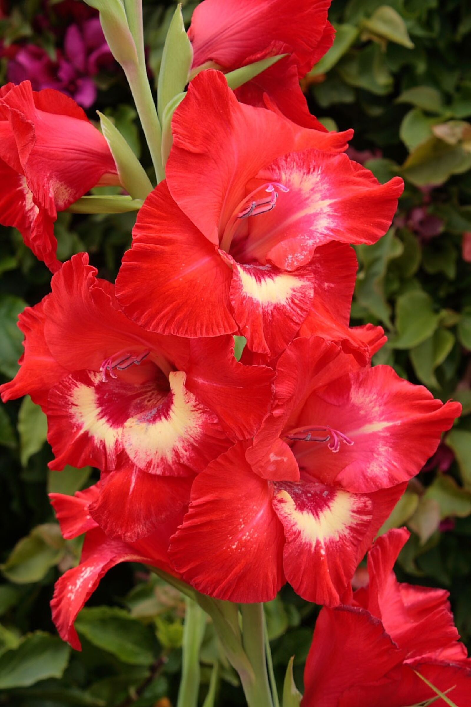 Canon EOS 400D (EOS Digital Rebel XTi / EOS Kiss Digital X) sample photo. Gladiolus, bloom, flower photography