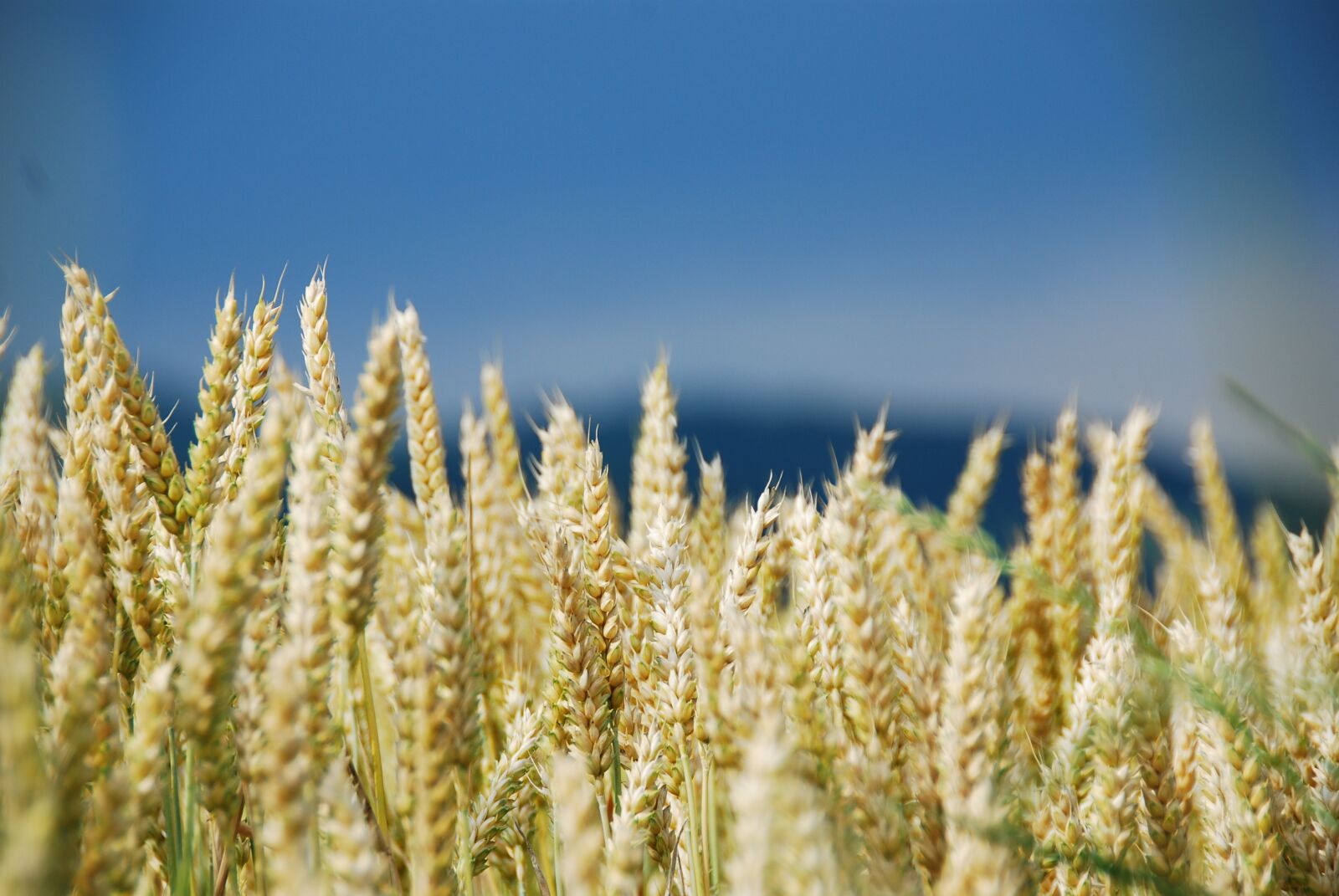 Nikon D80 sample photo. Wheat, wheat field, cereals photography