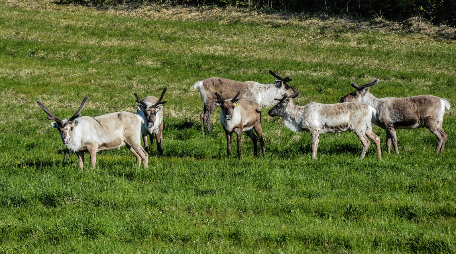 Nikon D5200 sample photo. Reindeer, pack, animal photography