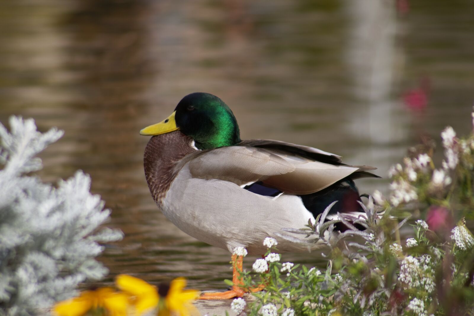 Canon EOS 750D (EOS Rebel T6i / EOS Kiss X8i) sample photo. Bird, avian, feather photography