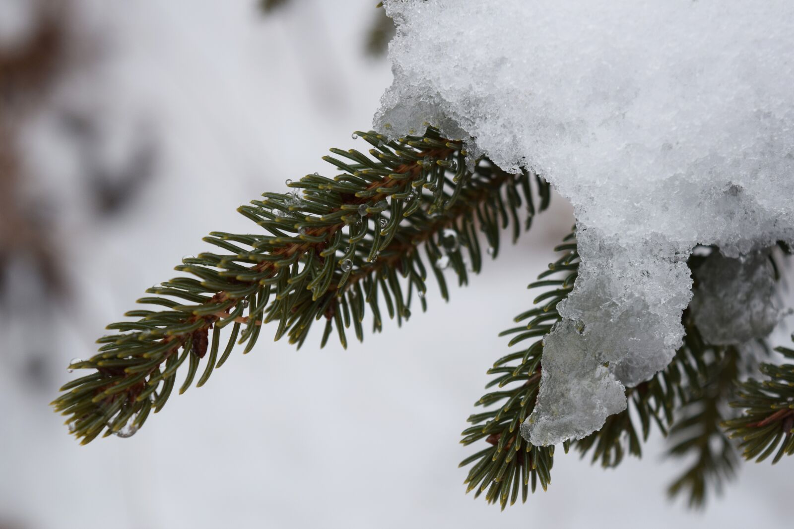Nikon D3300 sample photo. Fir, branches, branch photography
