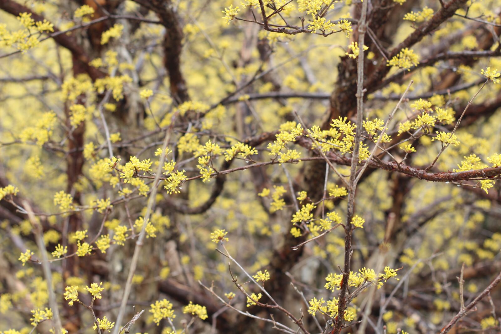Canon EOS 600D (Rebel EOS T3i / EOS Kiss X5) + Canon EF 50mm F1.8 II sample photo. Yellow, flower, cornelian cherry photography
