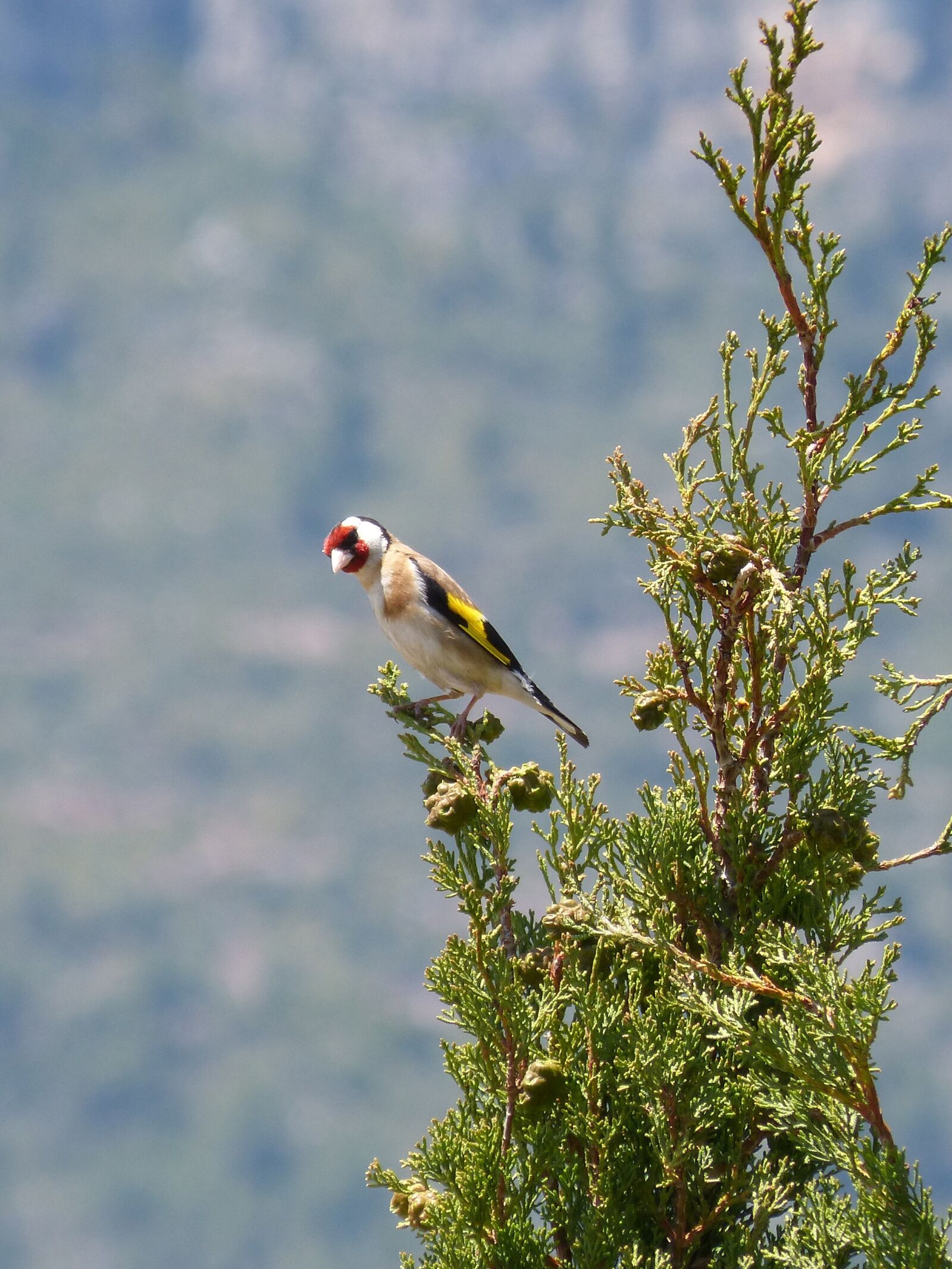 Panasonic DMC-FZ62 sample photo. Goldfinch, singing, trill photography