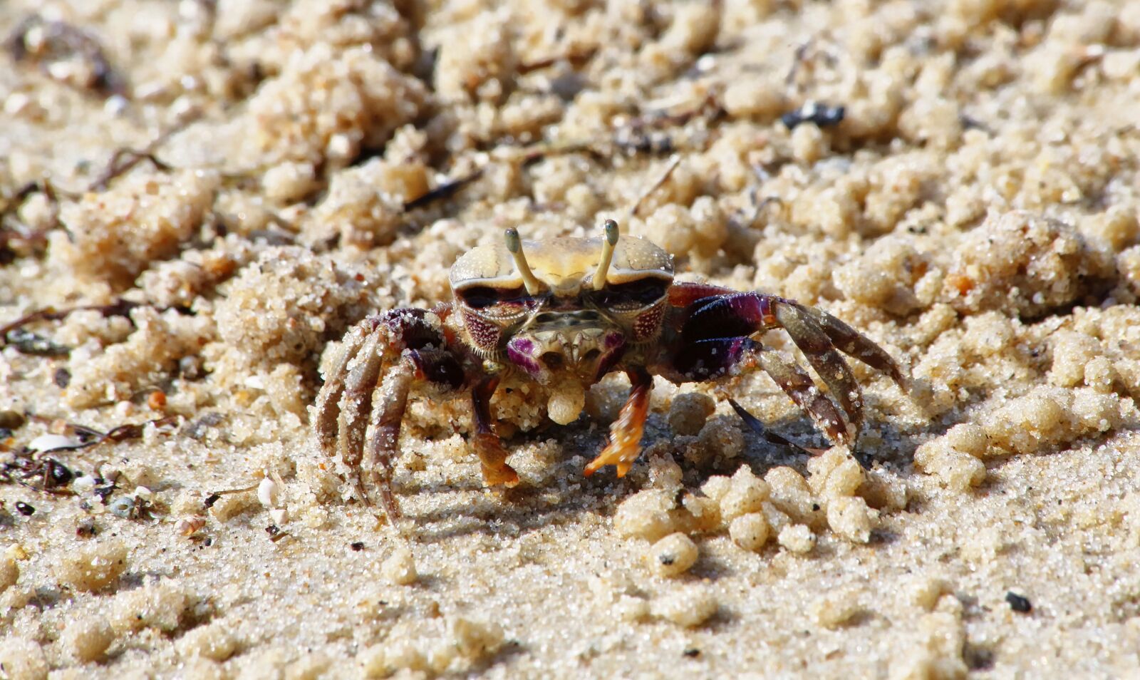 Canon EOS 5D Mark III sample photo. Crab, sand, sea photography