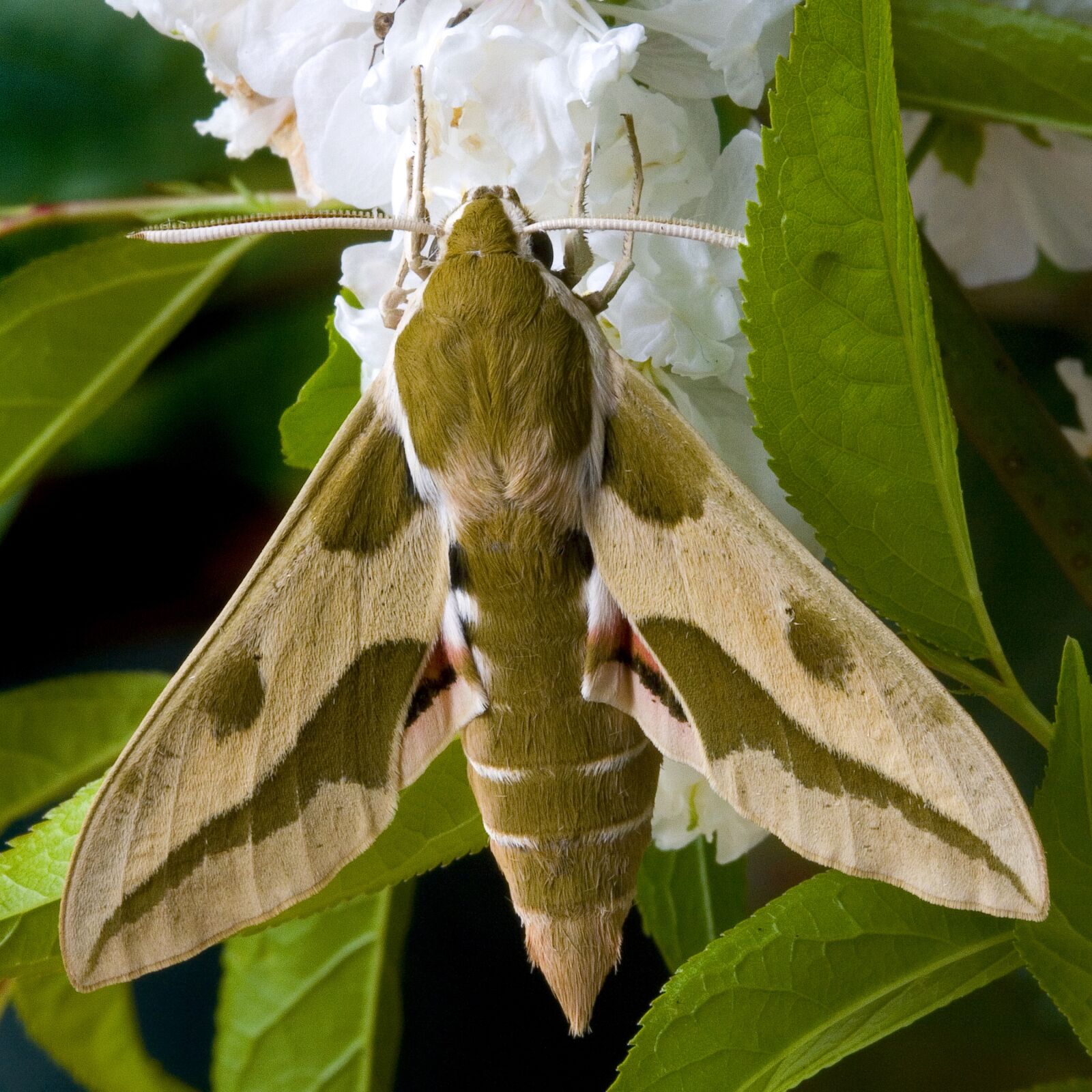 Canon EOS 400D (EOS Digital Rebel XTi / EOS Kiss Digital X) sample photo. Spurge-hawk-moth, wings, pattern photography