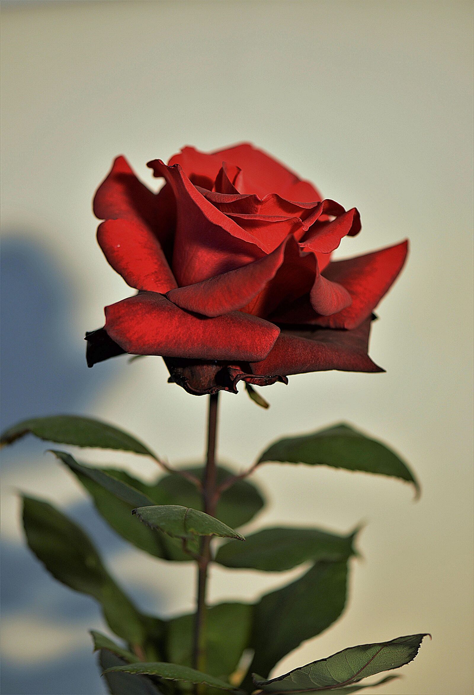 Nikon D610 sample photo. Red rose, blossom, bloom photography