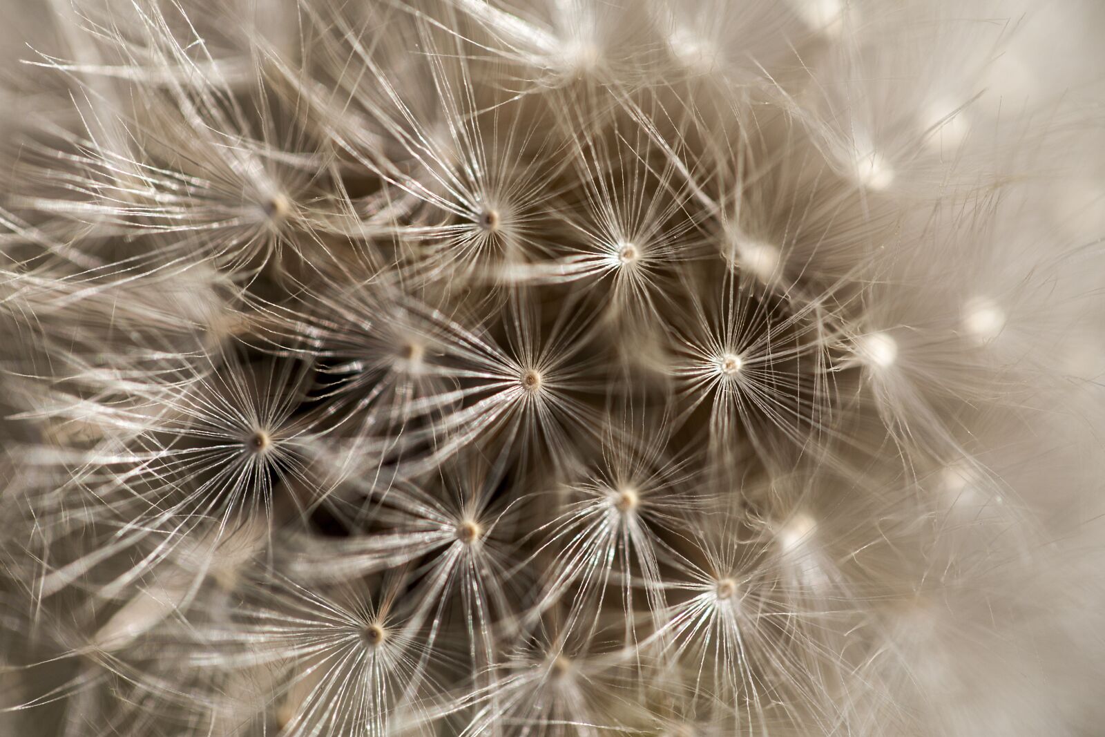 Canon EOS 5D Mark II sample photo. Dandelion, detail, macro photography