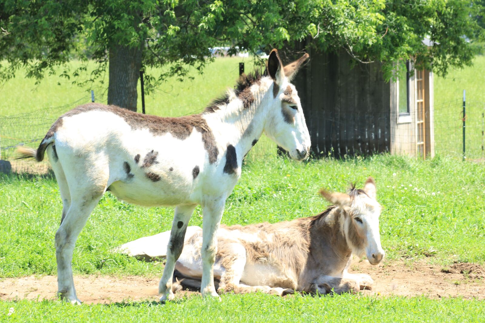 Canon EF 75-300mm f/4-5.6 sample photo. Donkey, farm, summer photography