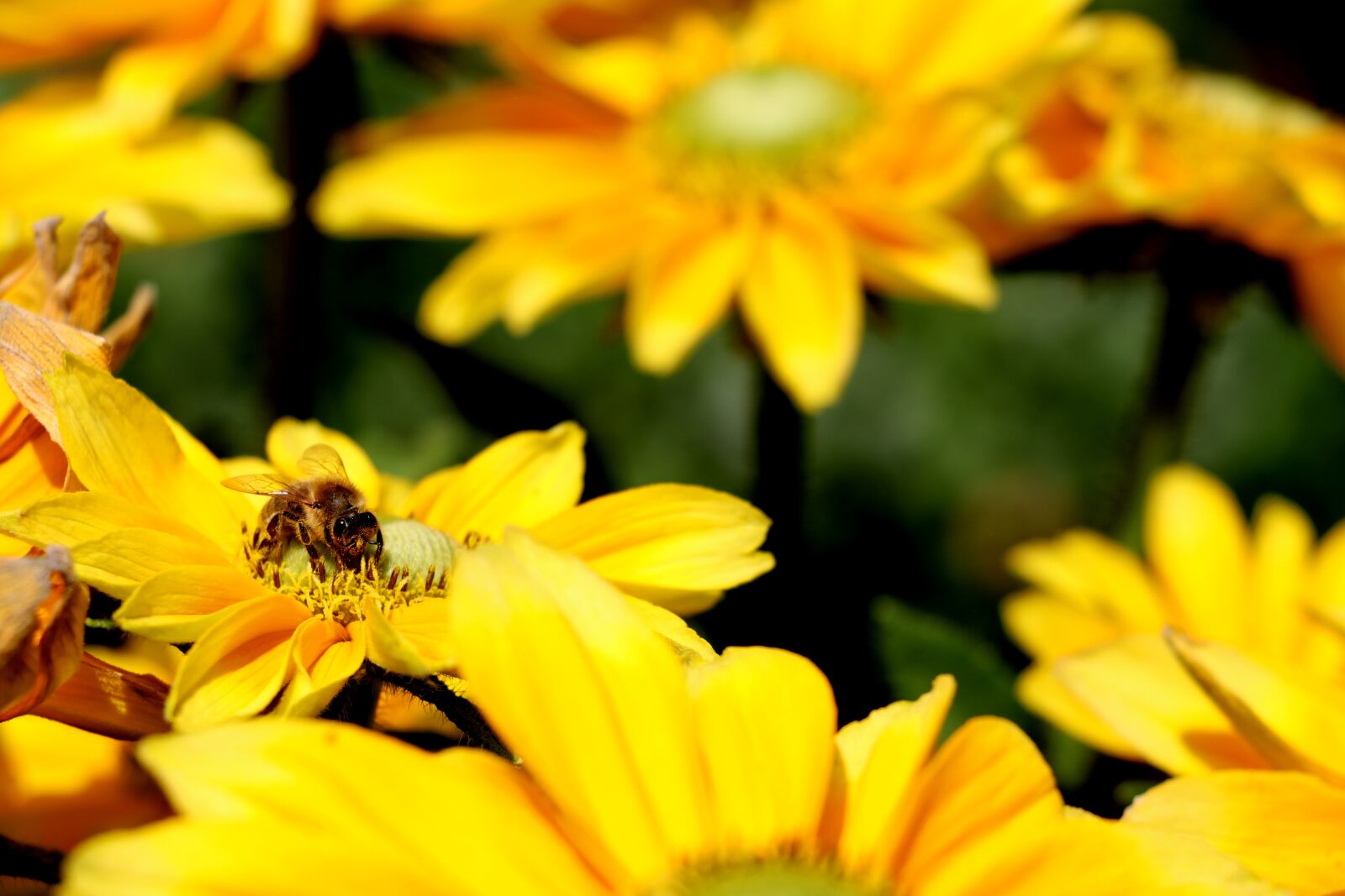Canon EOS 80D sample photo. Bee, flowers, yellow photography