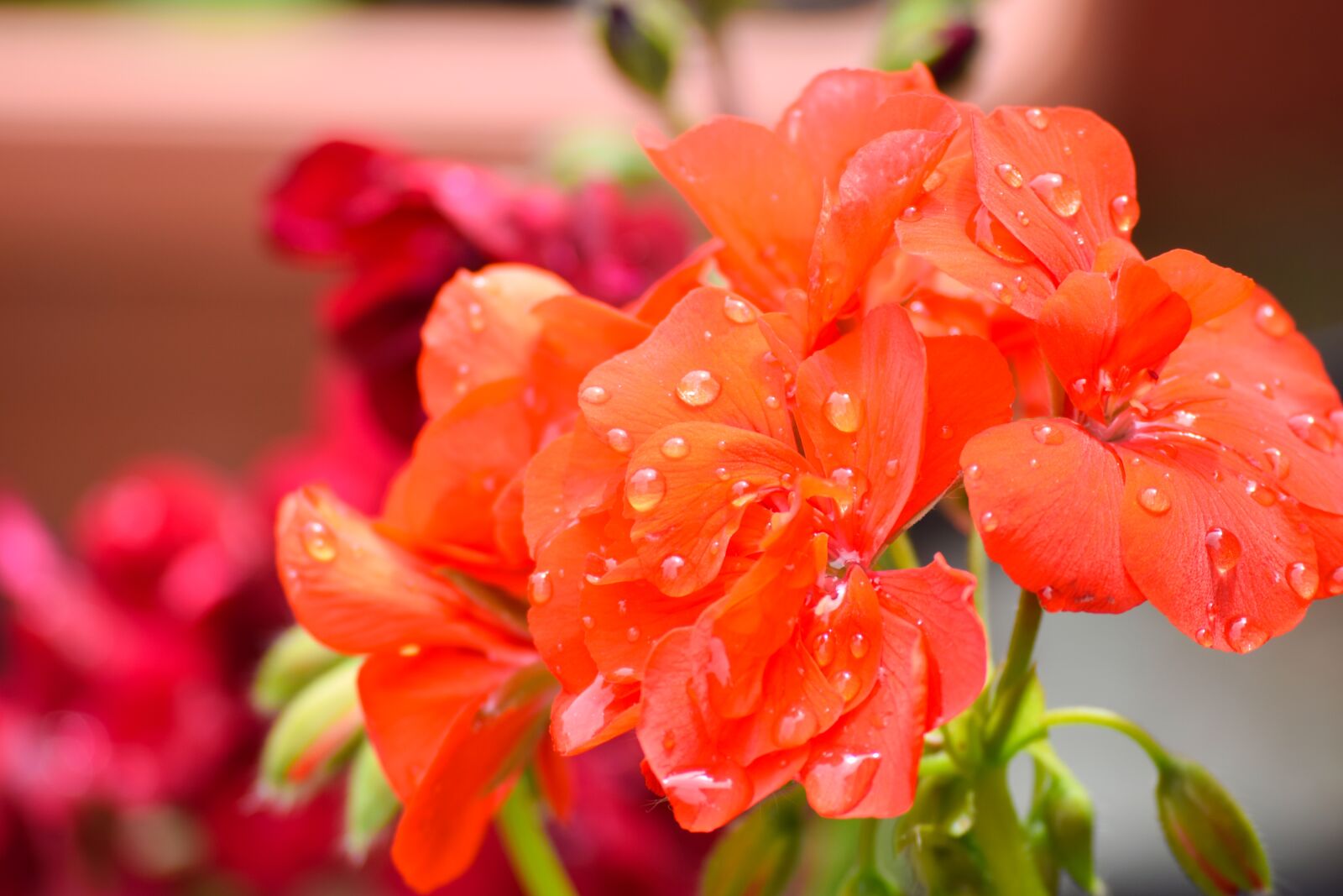 Nikon D3300 sample photo. Rose, flower, petal photography