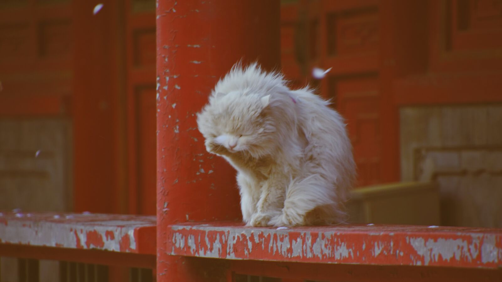 Nikon D7200 sample photo. Cat, red, kitten photography