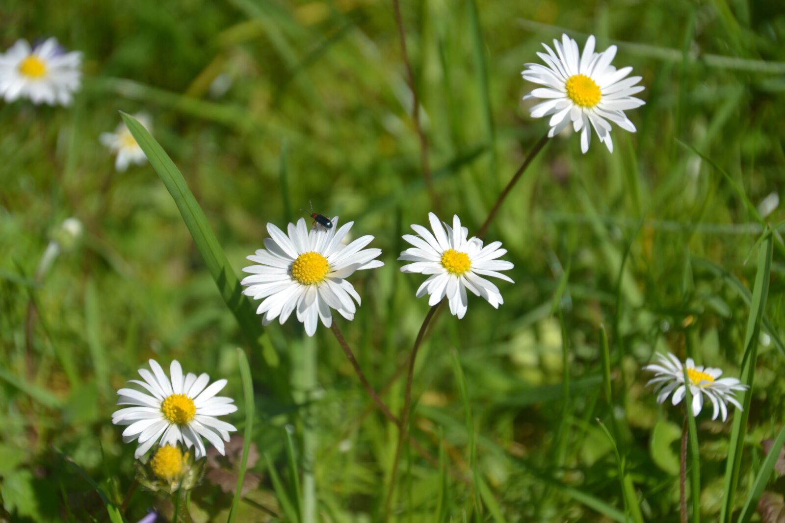 Nikon D3100 sample photo. Daisy, meadow, spring photography