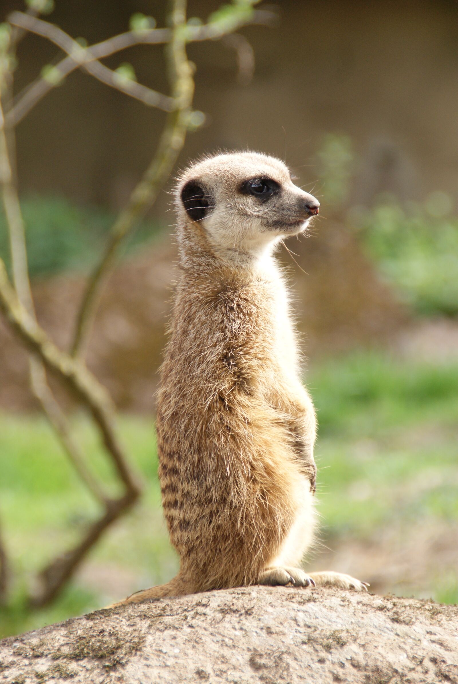 Sony Alpha DSLR-A330 sample photo. Meerkat, zoo, nature photography
