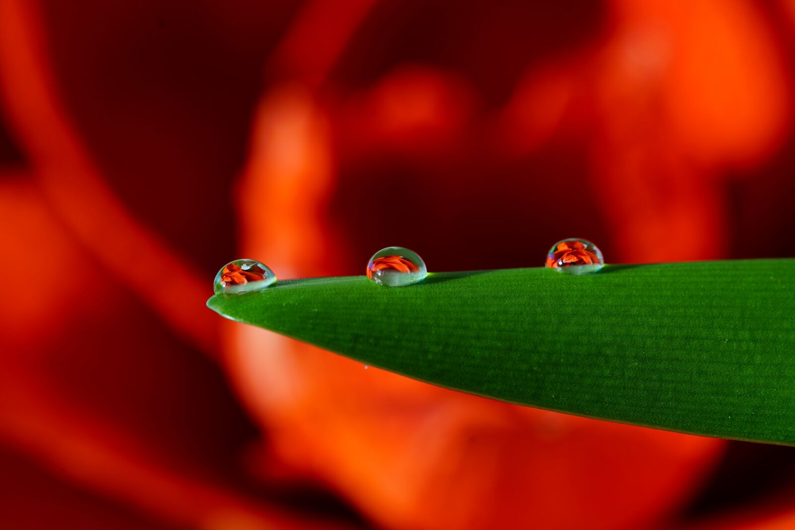 Sony a7R II + Sony FE 90mm F2.8 Macro G OSS sample photo. Drop of water, amarillis photography
