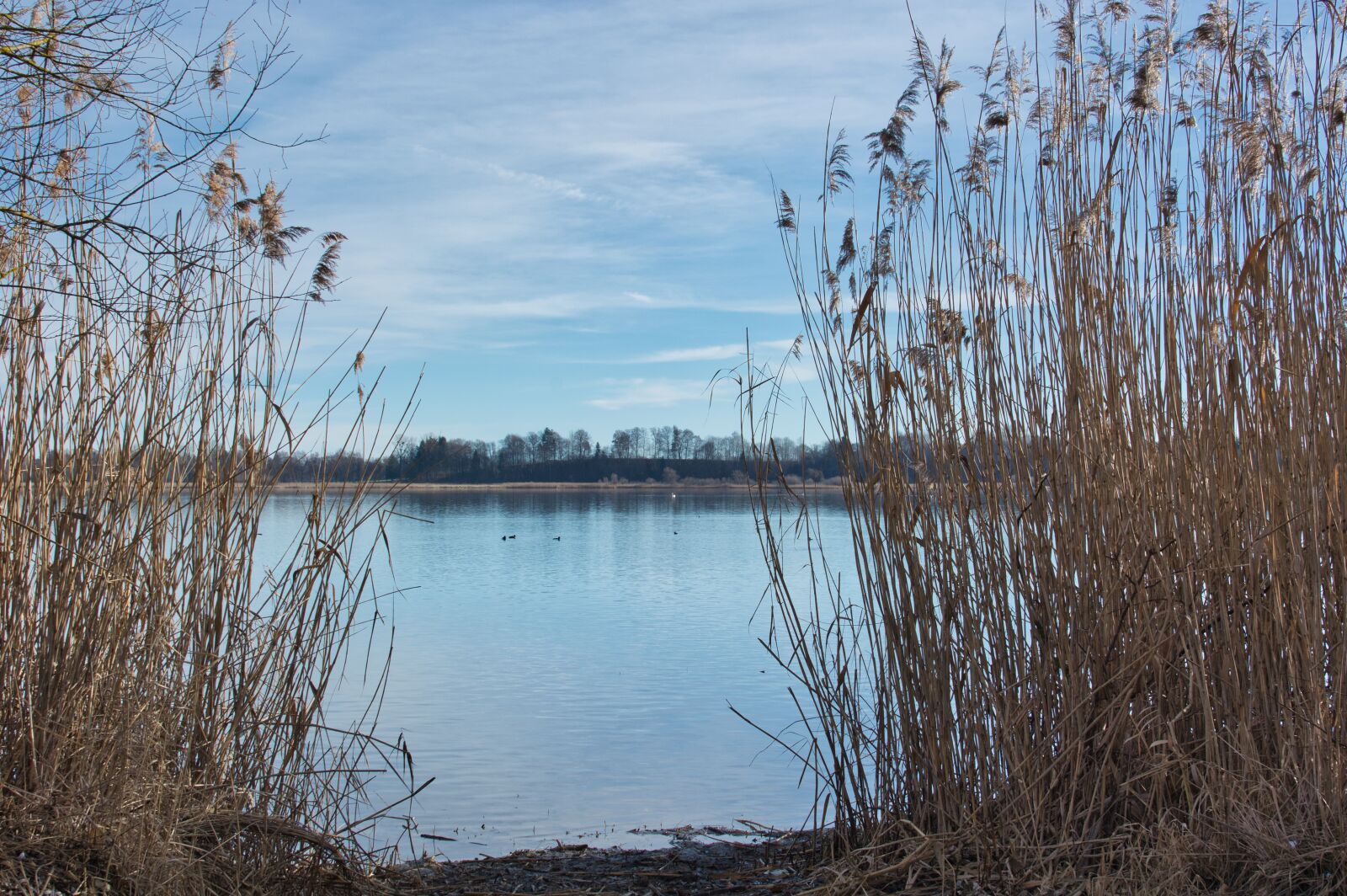 Nikon D7100 sample photo. Lake, chiemsee, reed photography