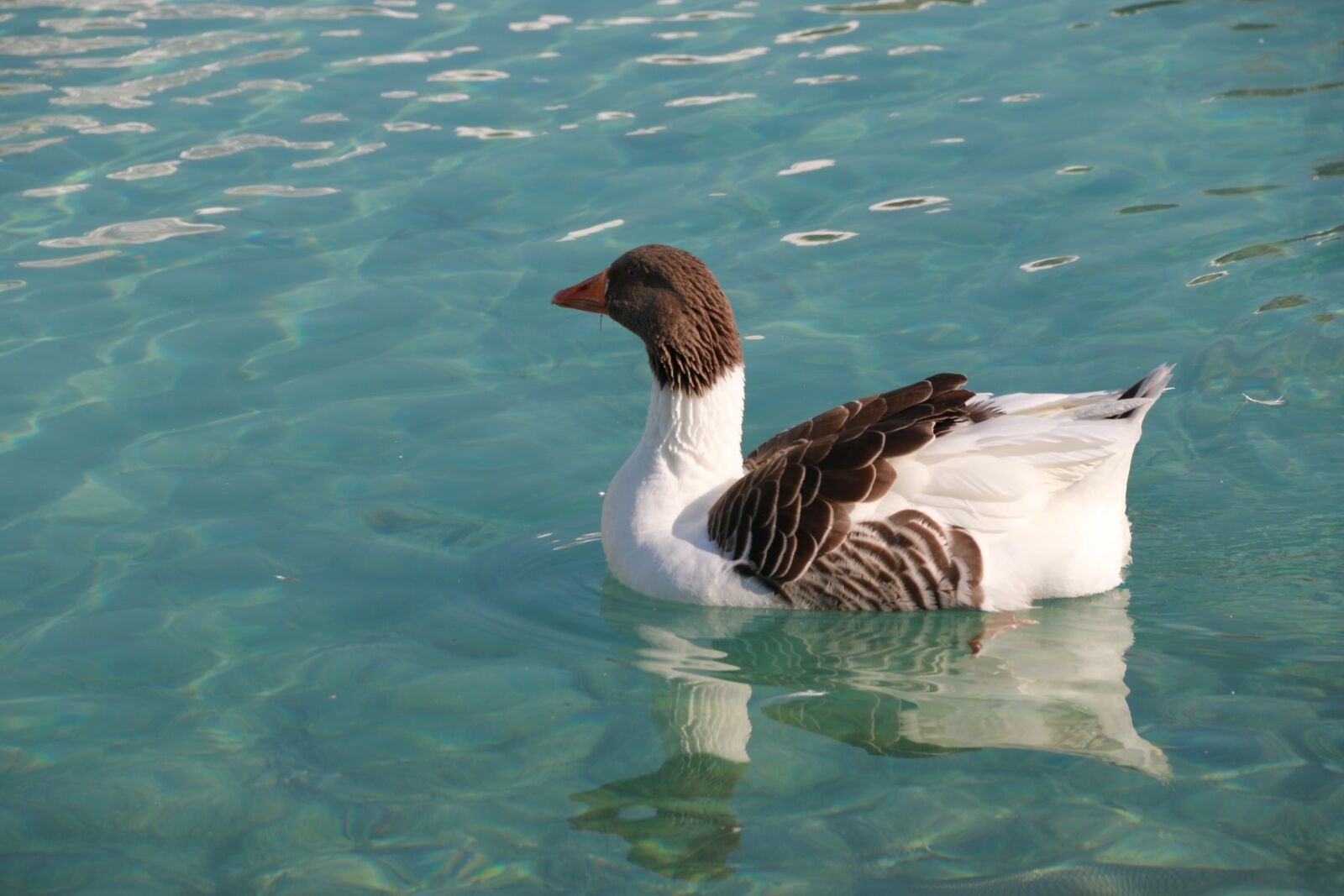 Canon EF-S 18-135mm F3.5-5.6 IS sample photo. Duck, marine, bird photography