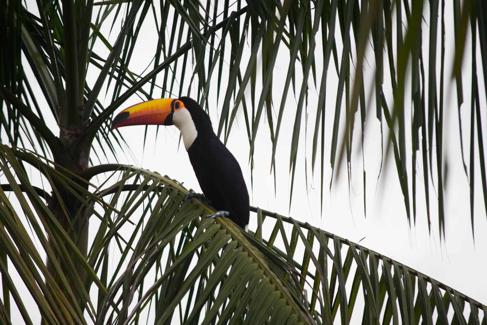 Nikon D3100 sample photo. Bird, tropical, exotic photography