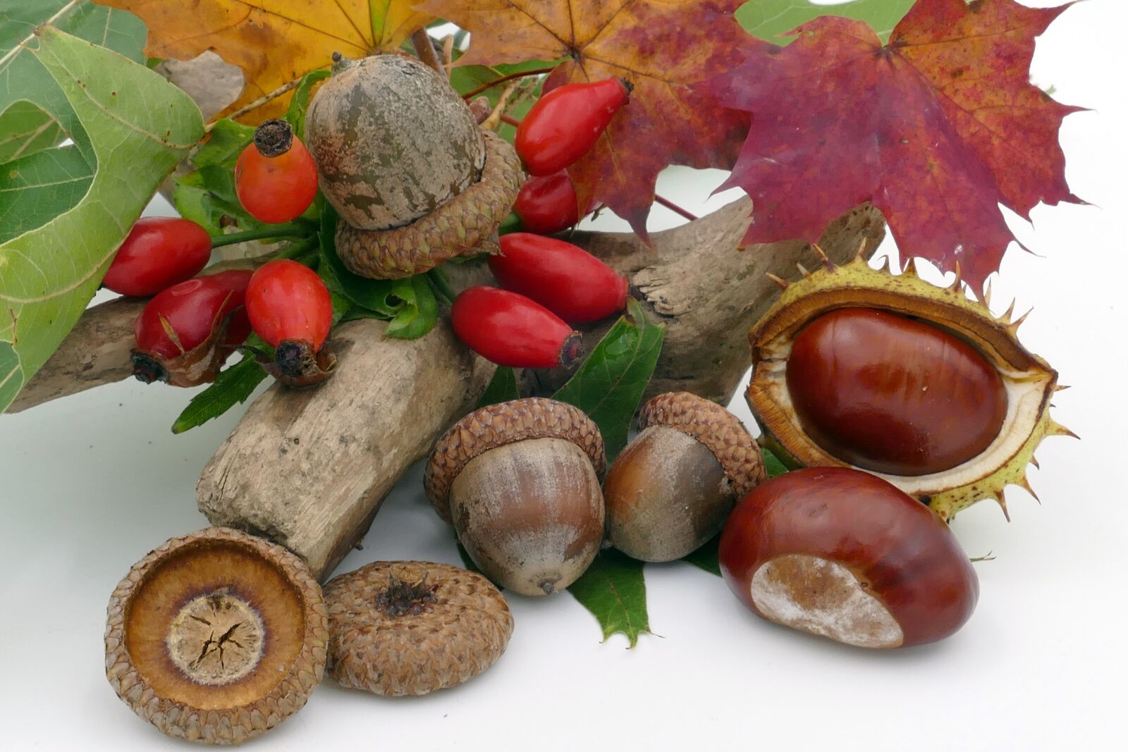 Panasonic Lumix DMC-FZ1000 sample photo. Autumn, chestnut, acorns photography