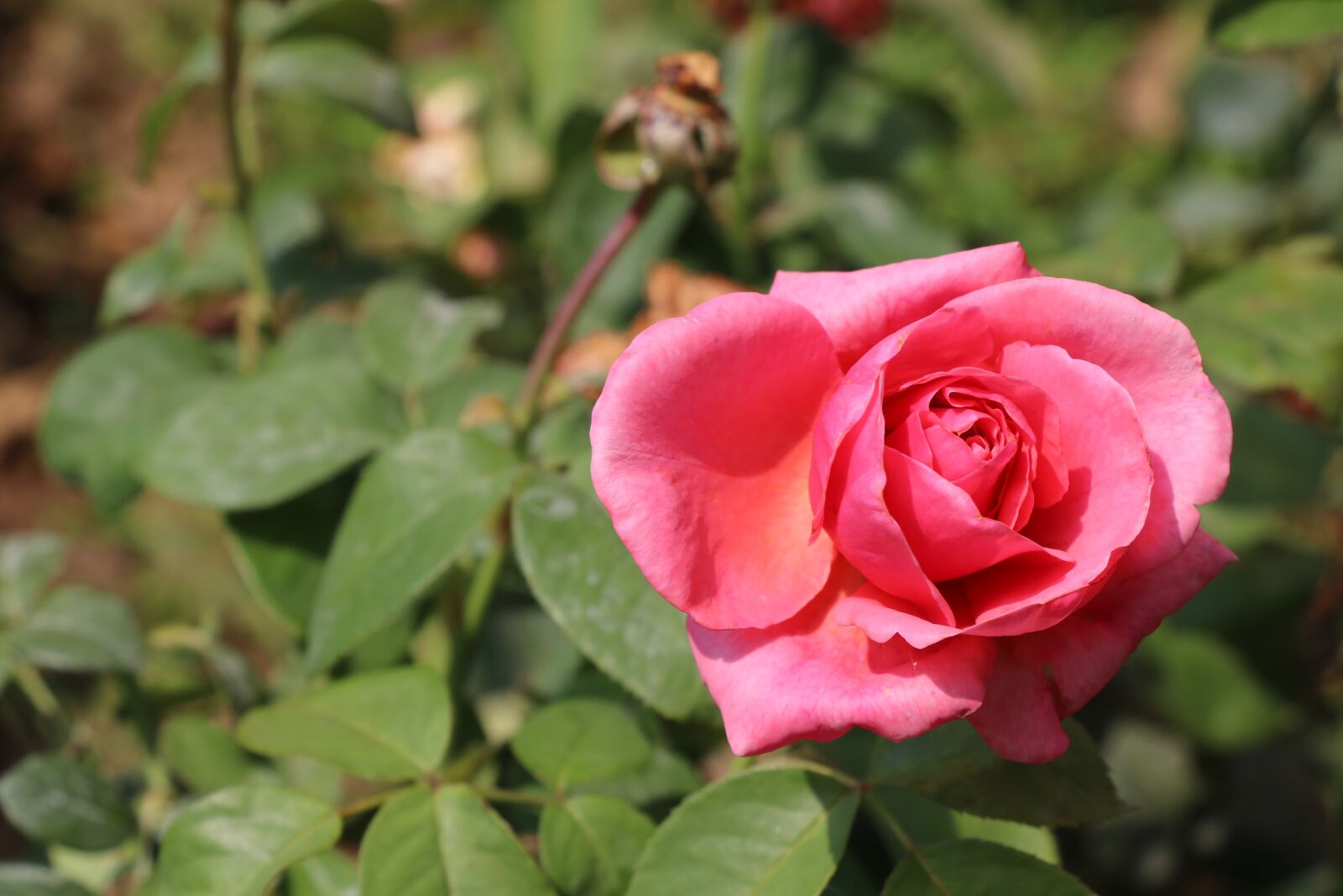 Canon EOS 750D (EOS Rebel T6i / EOS Kiss X8i) sample photo. Rose, flower, white photography