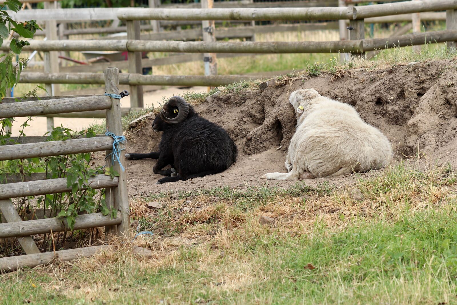 Canon EOS 800D (EOS Rebel T7i / EOS Kiss X9i) sample photo. Sheep, aries, pets photography