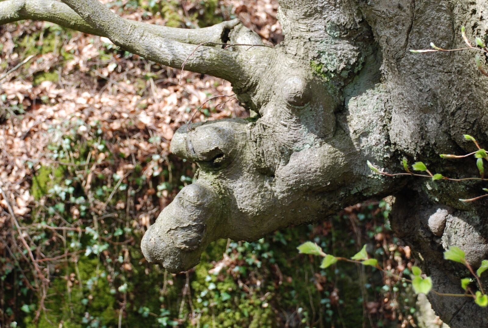 Nikon D80 sample photo. Gnome, root, tree photography