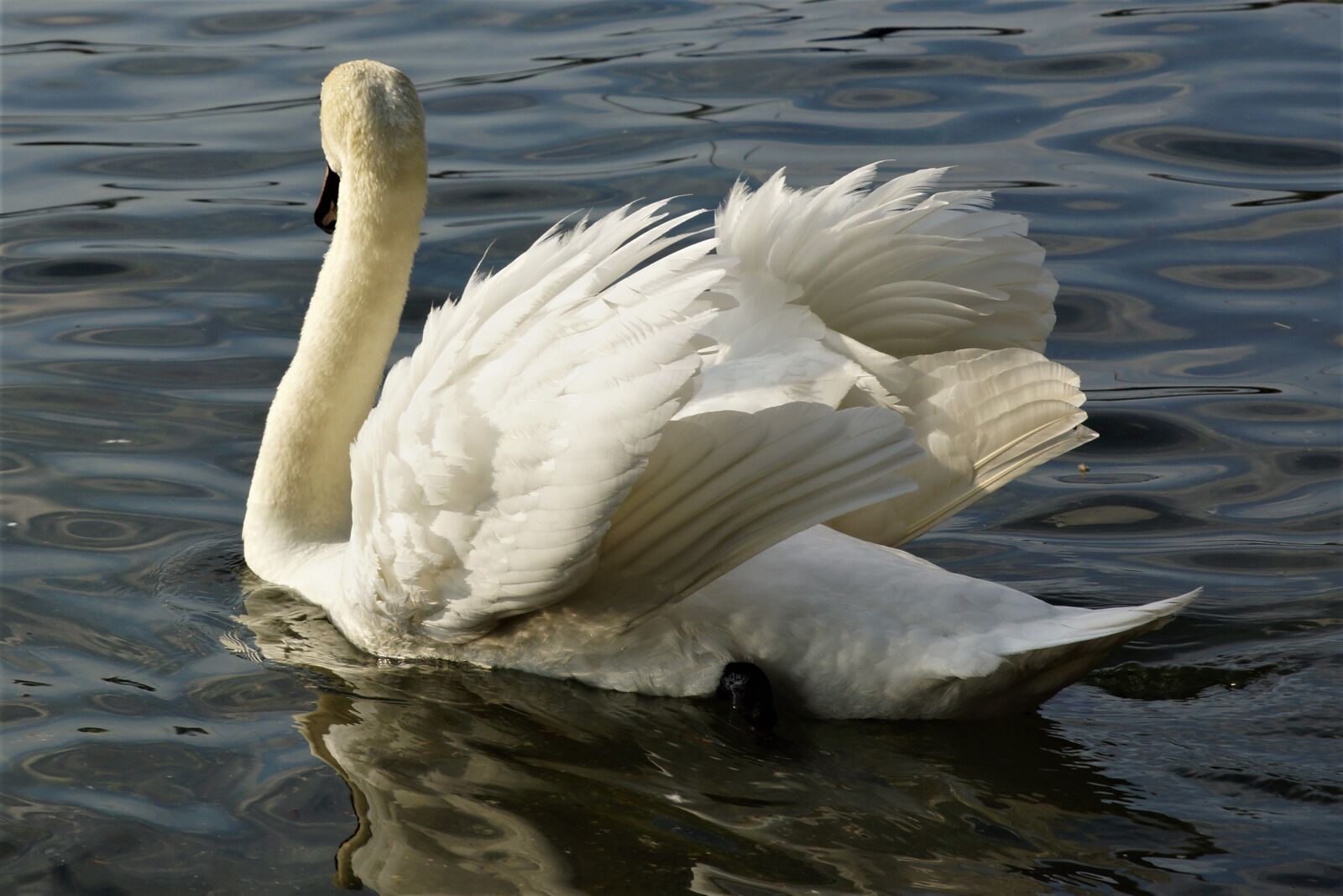 24-70mm F2.8 sample photo. Swan, bird, water photography