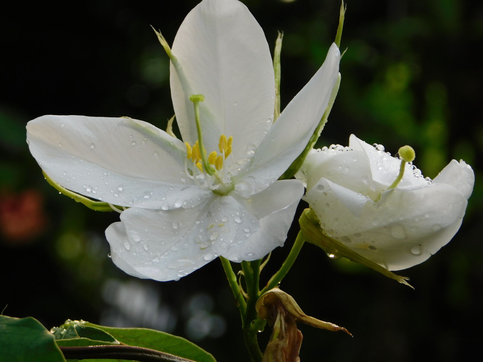Nikon Coolpix B500 sample photo