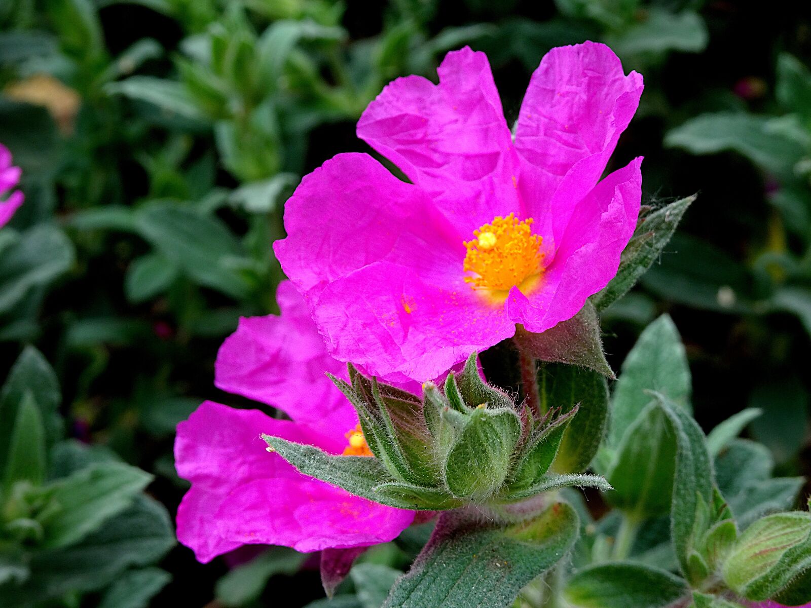 Sony Cyber-shot DSC-HX90V sample photo. Flower, plant, dark pink photography