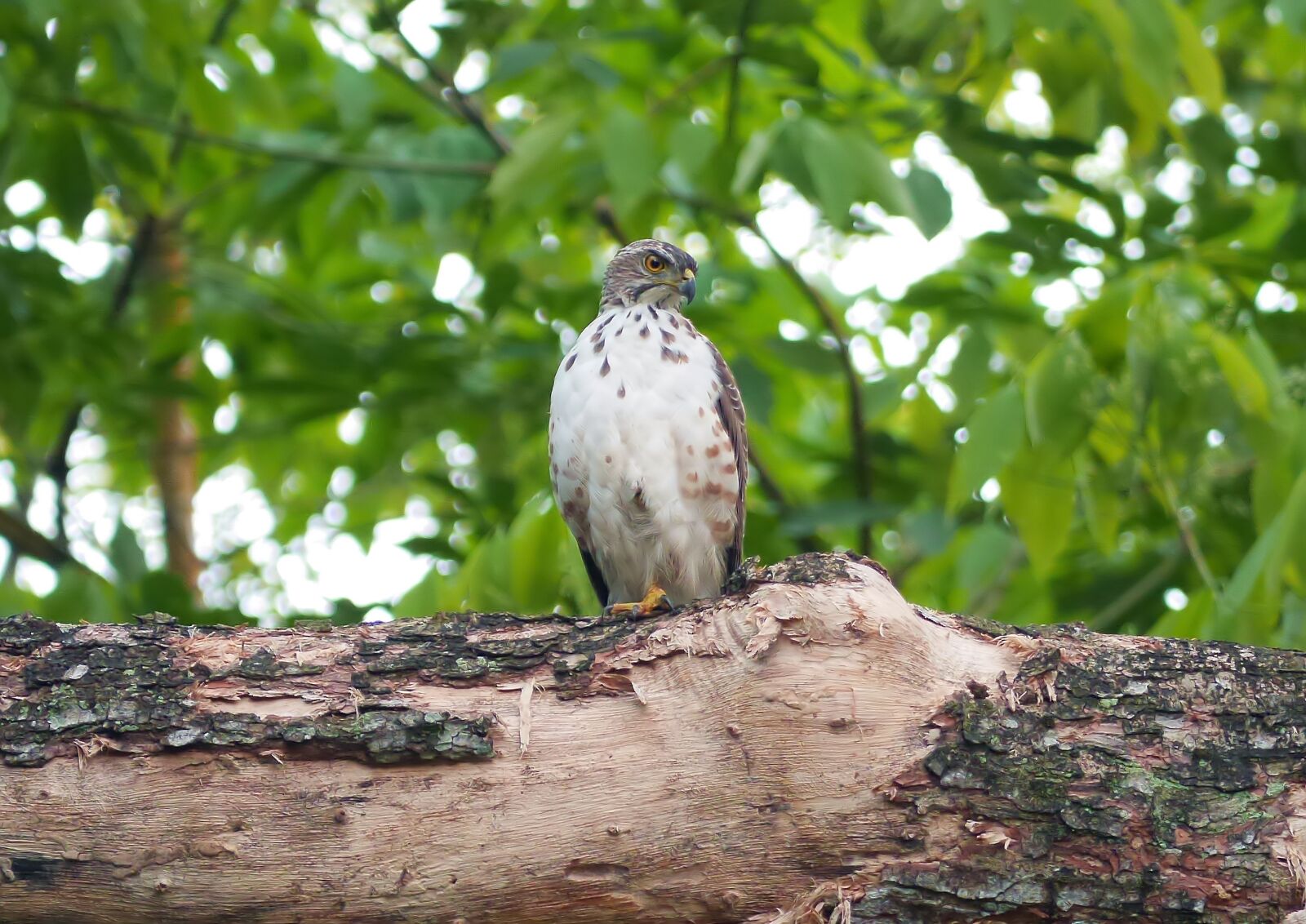 Panasonic Lumix DMC-GH3 sample photo. Hawk perch, outdoor, wild photography