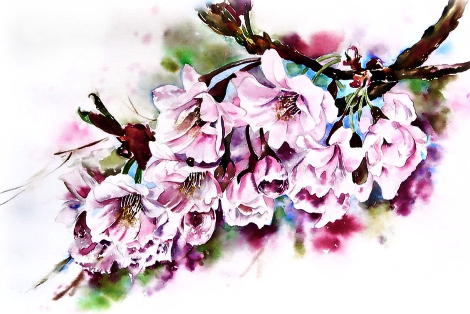 Samsung WB650 / VLUU WB650 /  WB660 sample photo. Watercolour, cherry blossoms, cherry photography