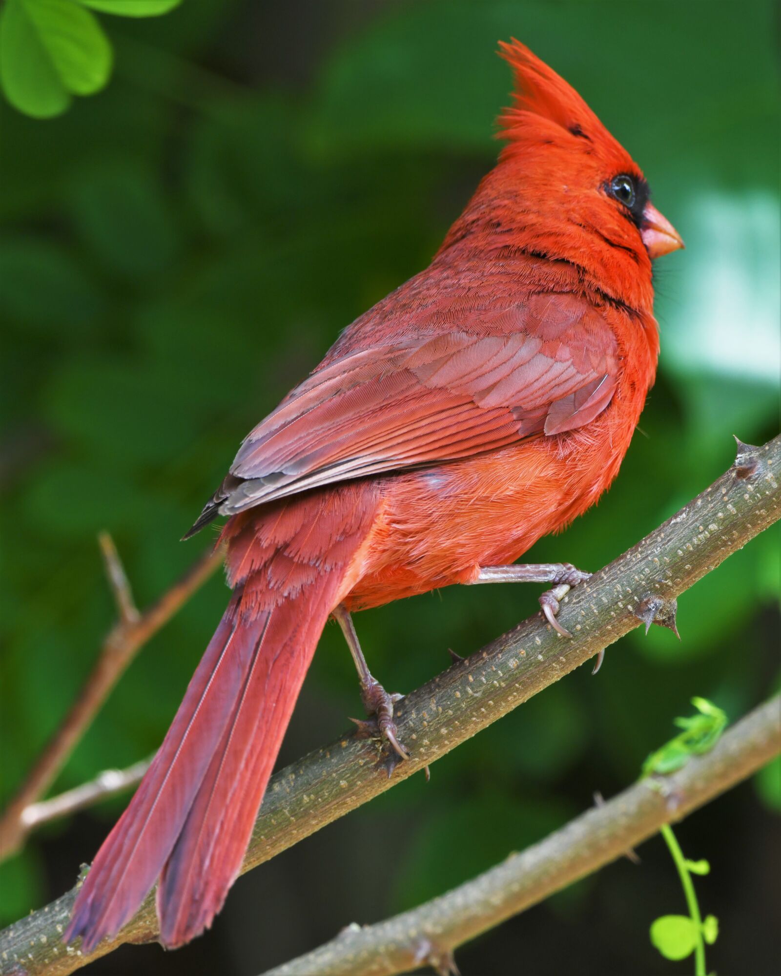 Nikon D850 sample photo. Bird, redbird, cardinal photography