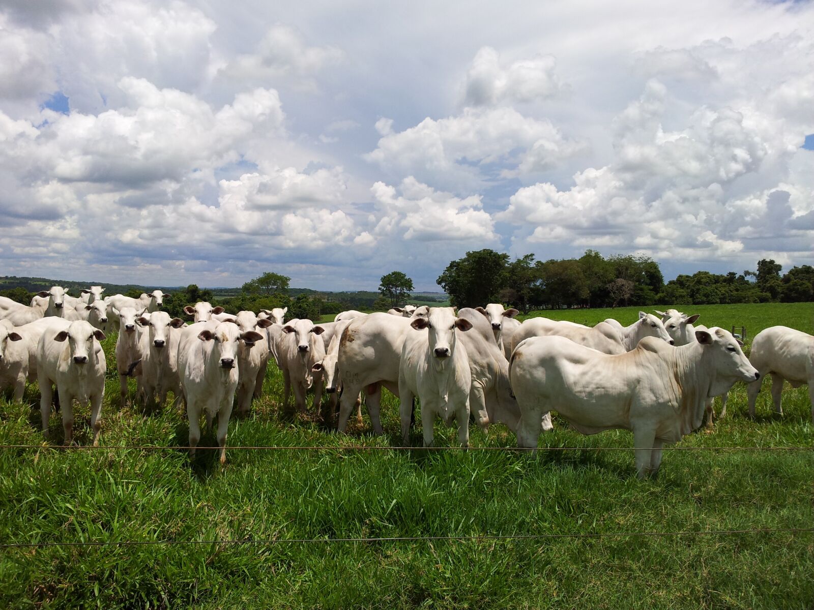 Samsung Galaxy S2 sample photo. Cattle, nellore, herd photography