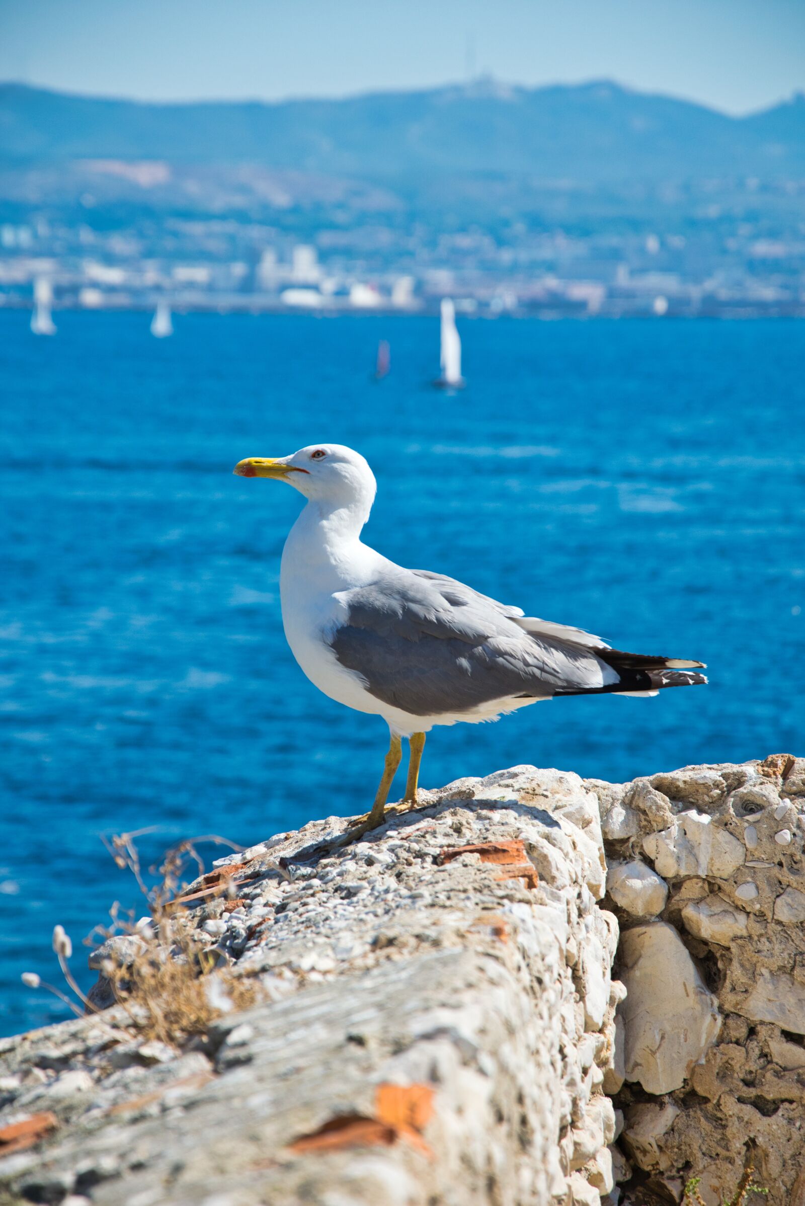 Nikon D3300 sample photo. Seagull, bird, animal photography