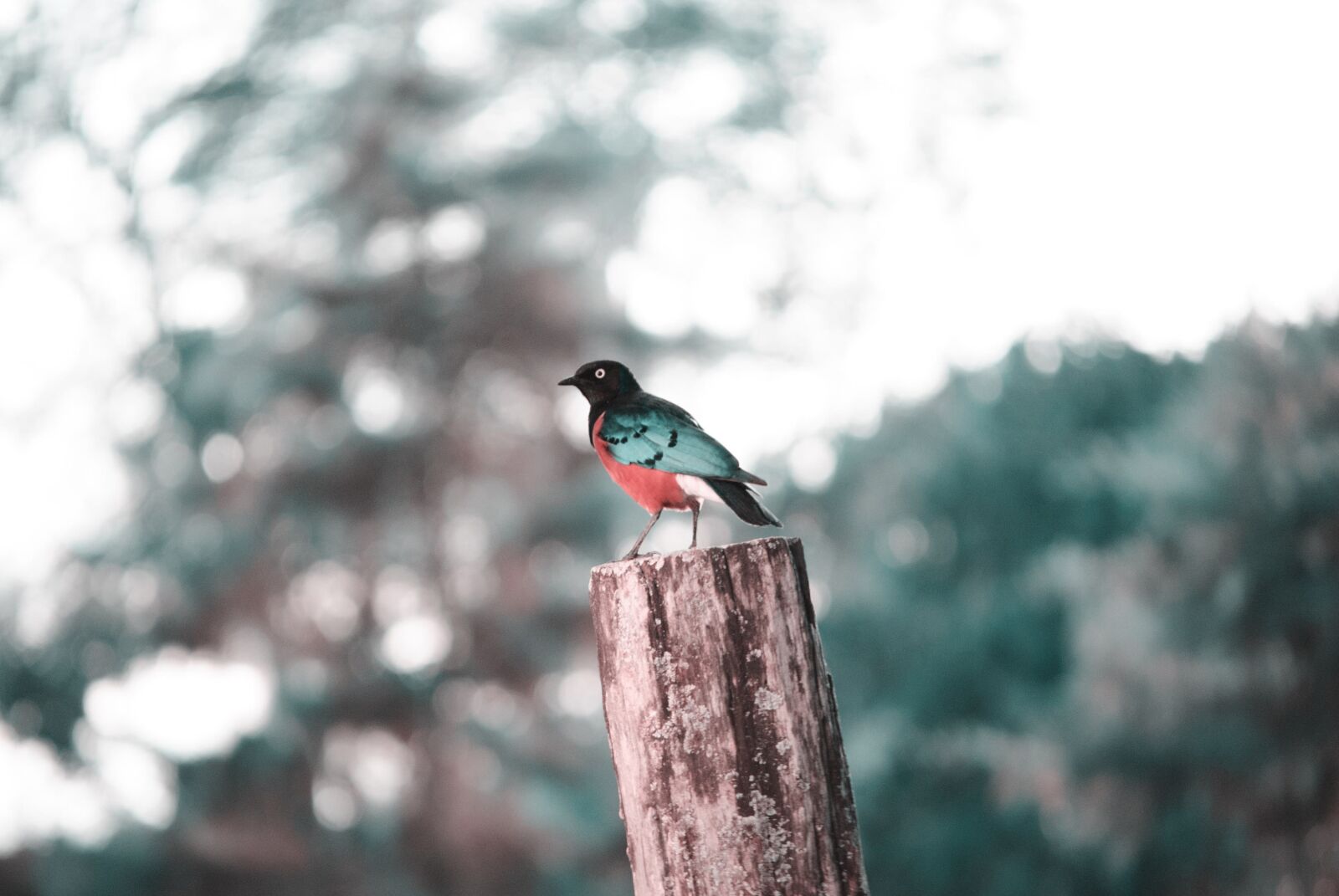 Nikon D3000 sample photo. Bird, wild bird, wildlife photography