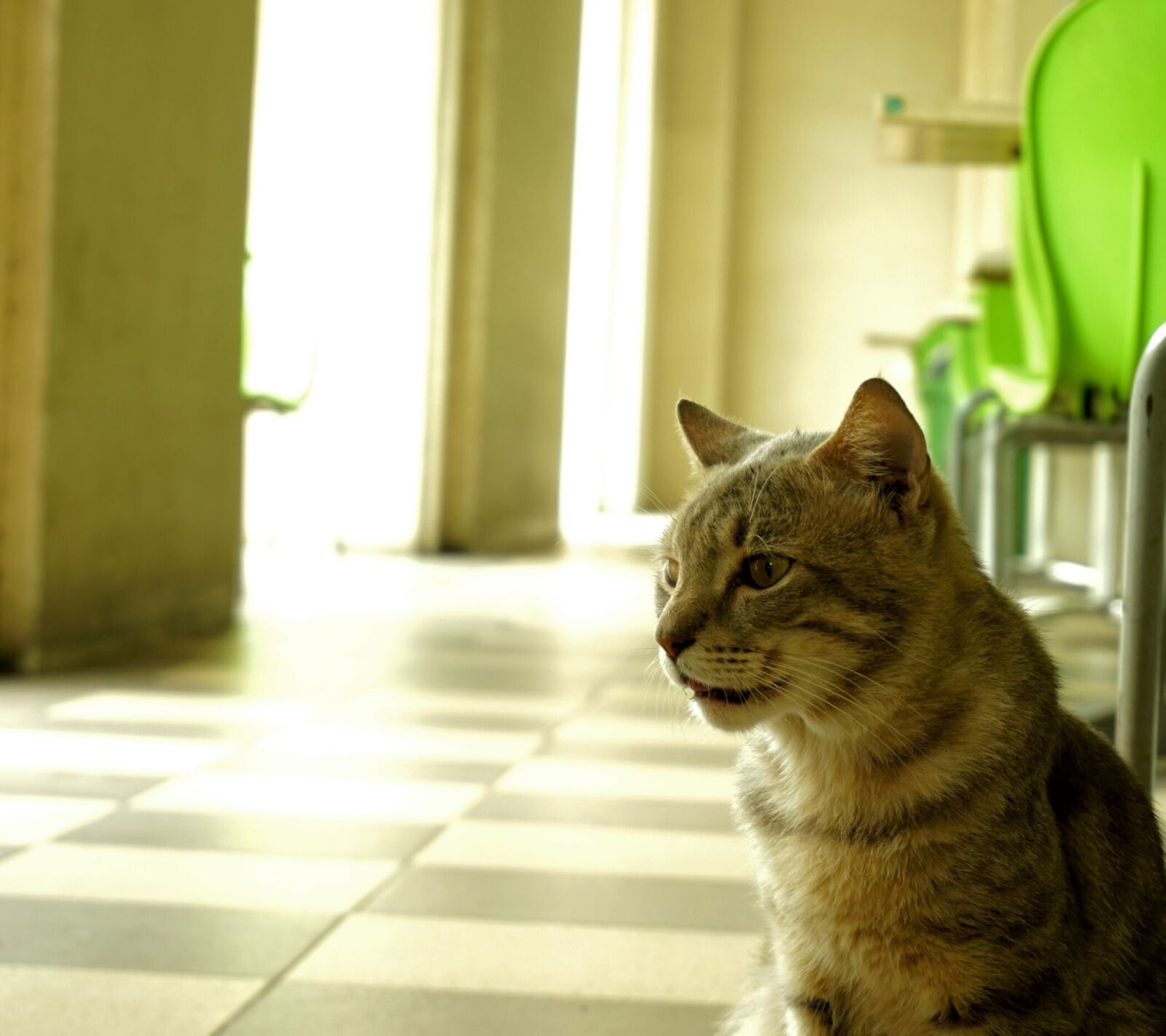 Sony a6000 sample photo. Candid, cat, cat, face photography