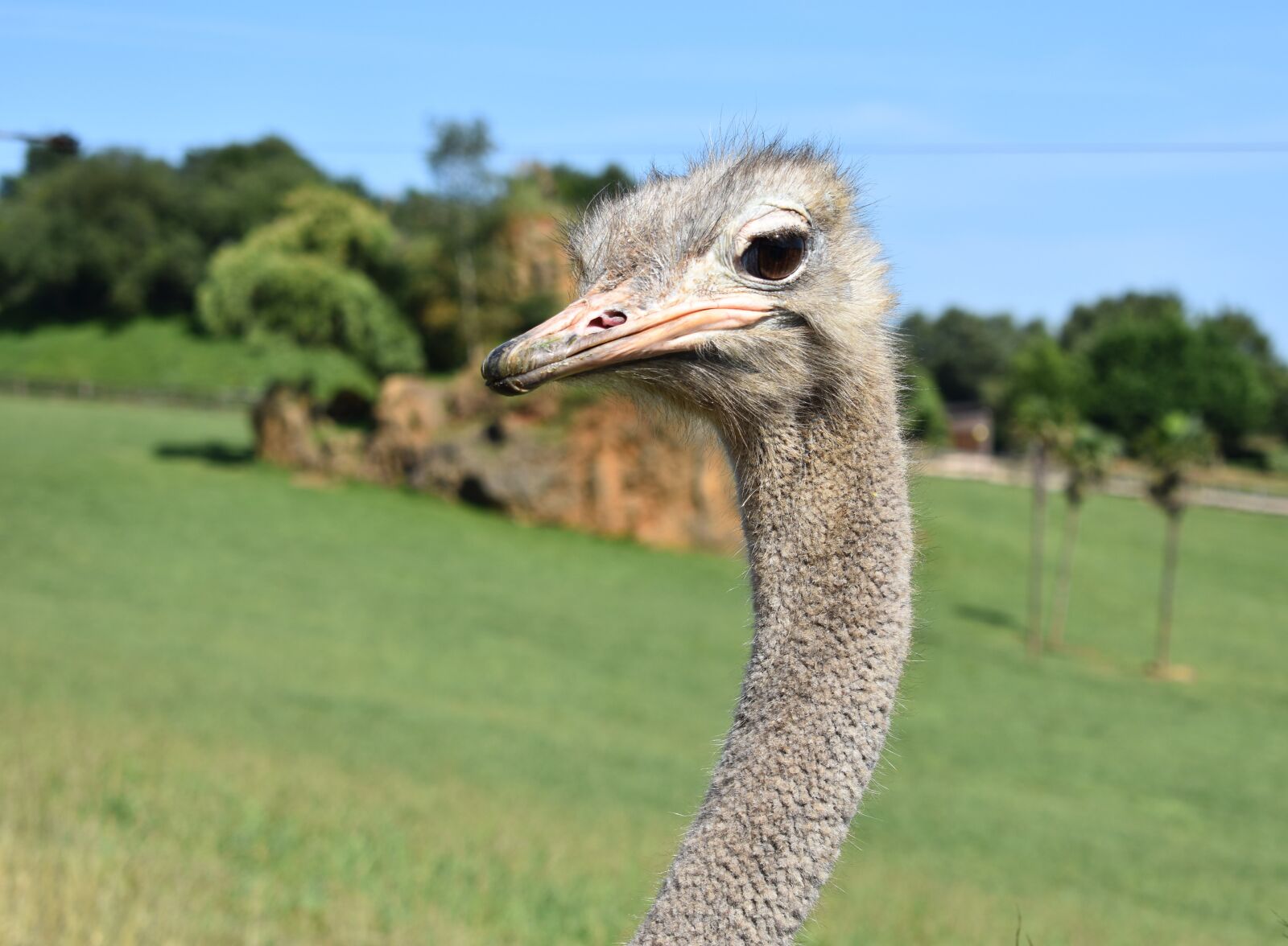 Nikon D3400 sample photo. Ostrich, animal, animals photography