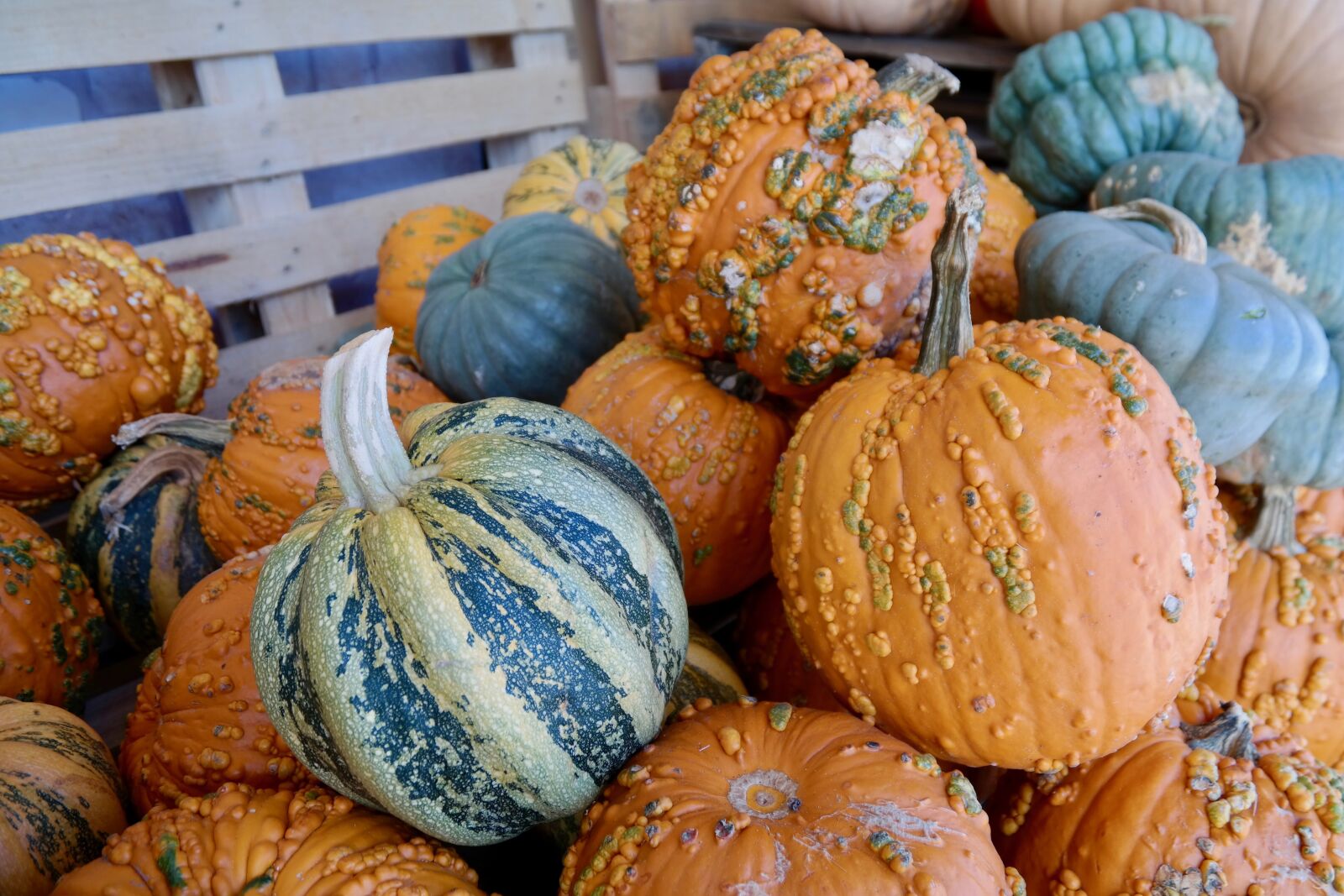 Samsung NX300 sample photo. Pumpkins, autumn, halloween photography