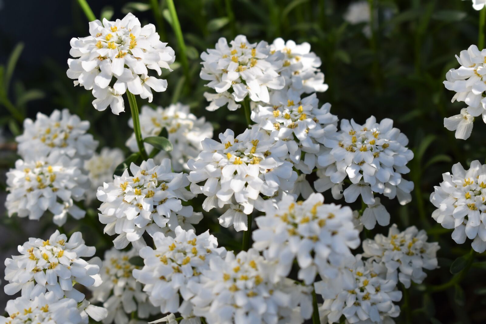 Nikon D5500 sample photo. Flower, white, bloom photography