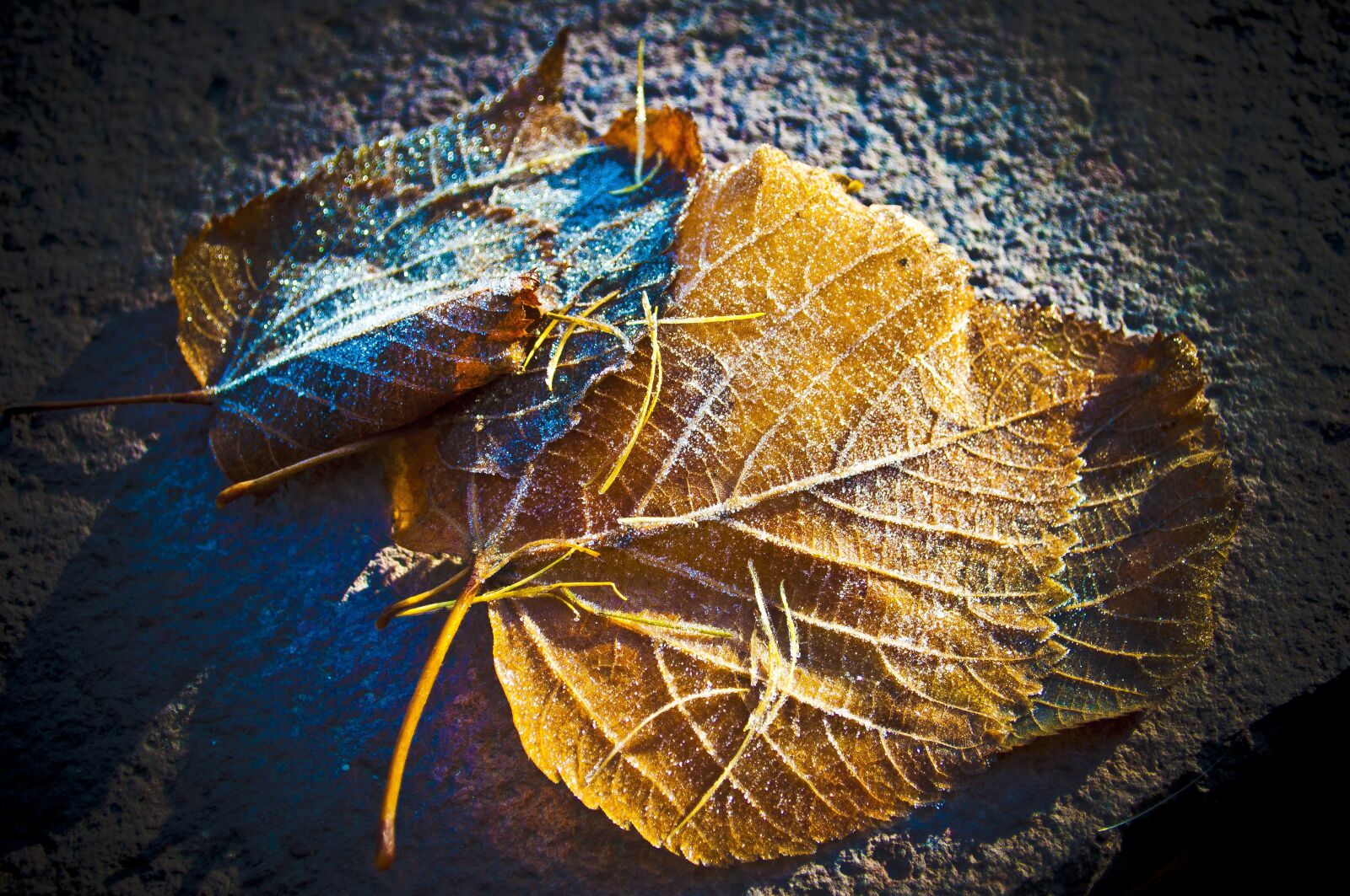 Nikon D5000 sample photo. Frost, laubblatt, natur photography