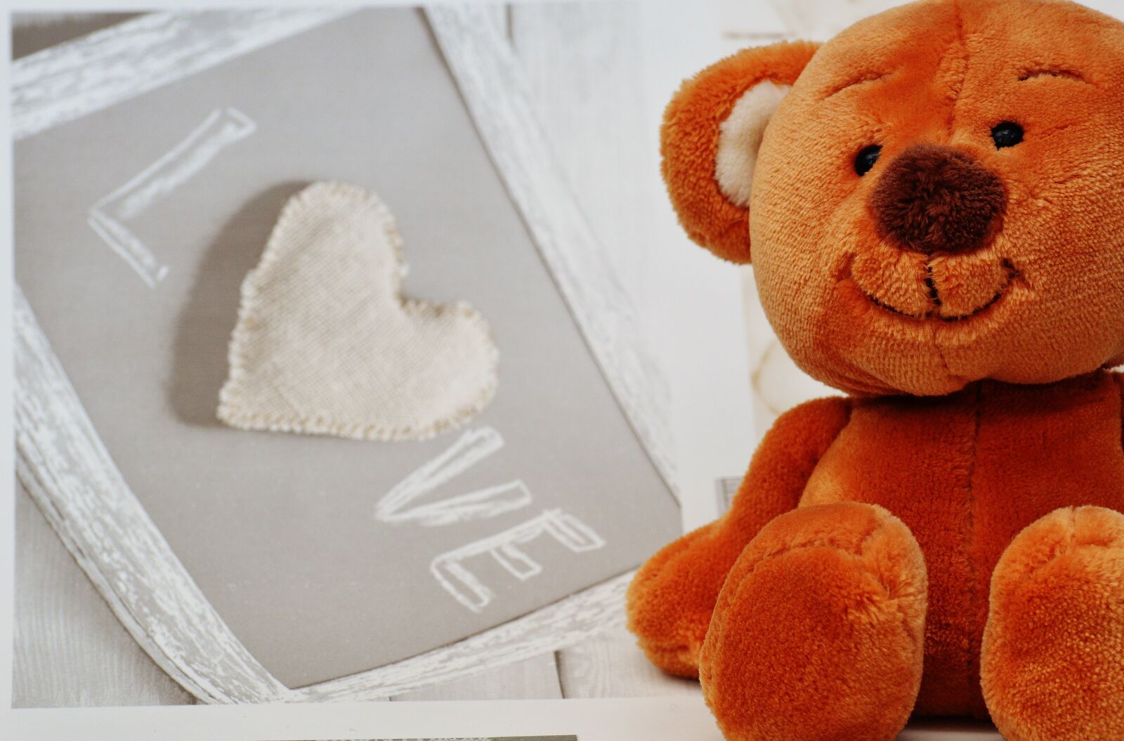 Nikon D3200 sample photo. Bear, teddy, cute photography