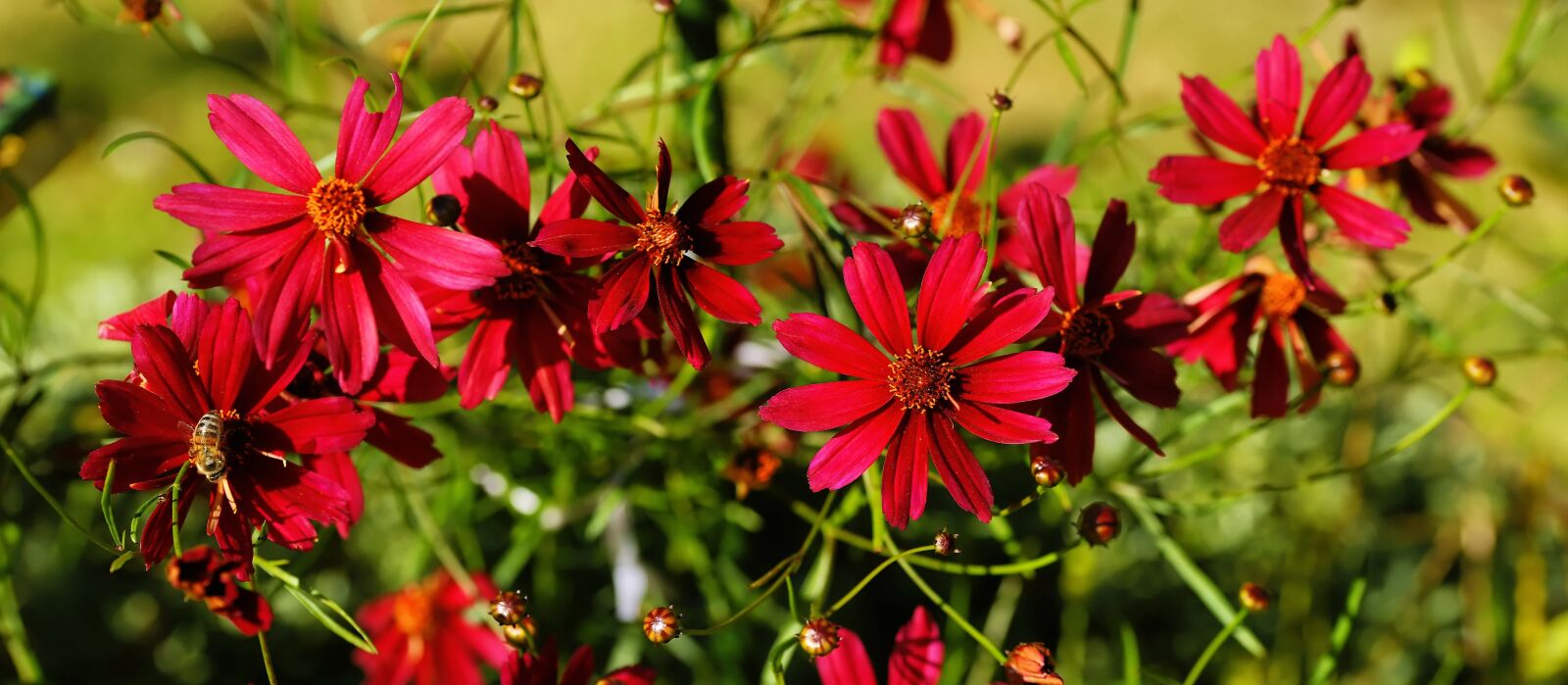 Sony Alpha DSLR-A900 sample photo. Flowers, red, garden photography