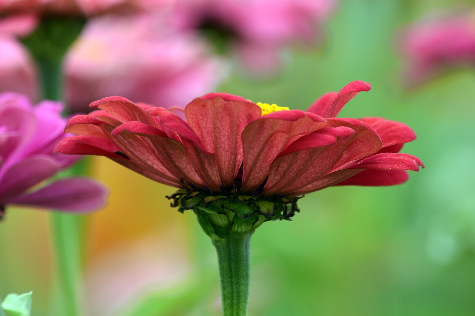 Nikon D3400 sample photo. Flower, flowers, nature photography