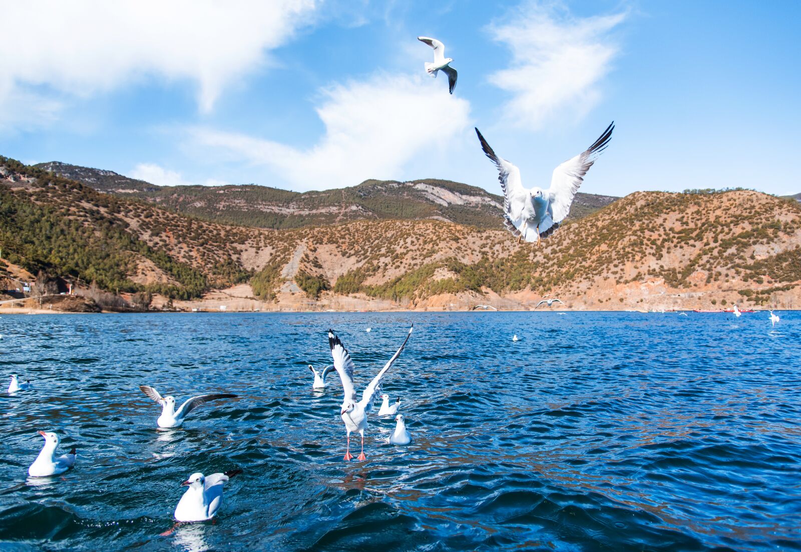Nikon D750 sample photo. Lugu lake, china, bird photography