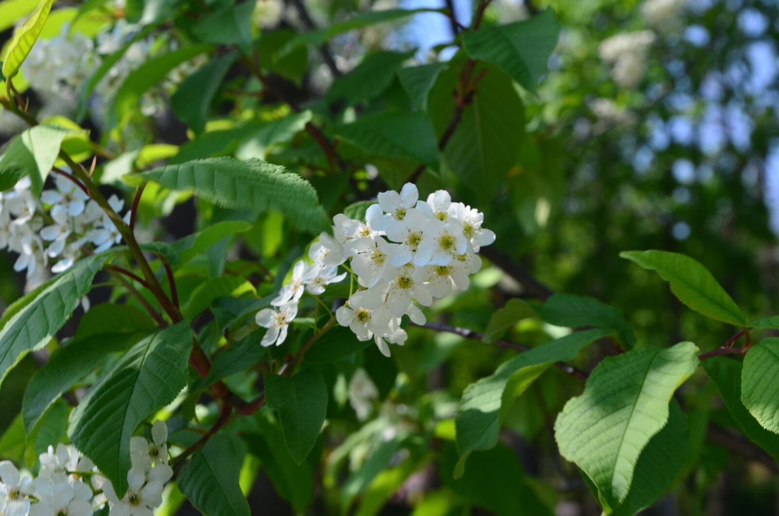 Nikon D5100 sample photo. Flowers, spring, flora photography