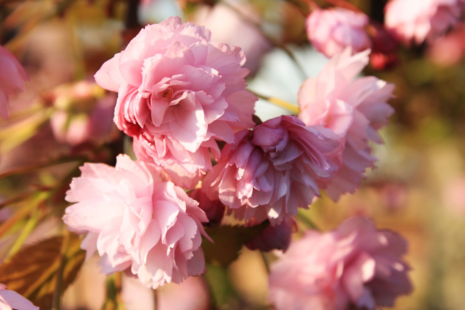 Canon EOS 2000D (EOS Rebel T7 / EOS Kiss X90 / EOS 1500D) sample photo. Cherry blossom, japanese cherry photography