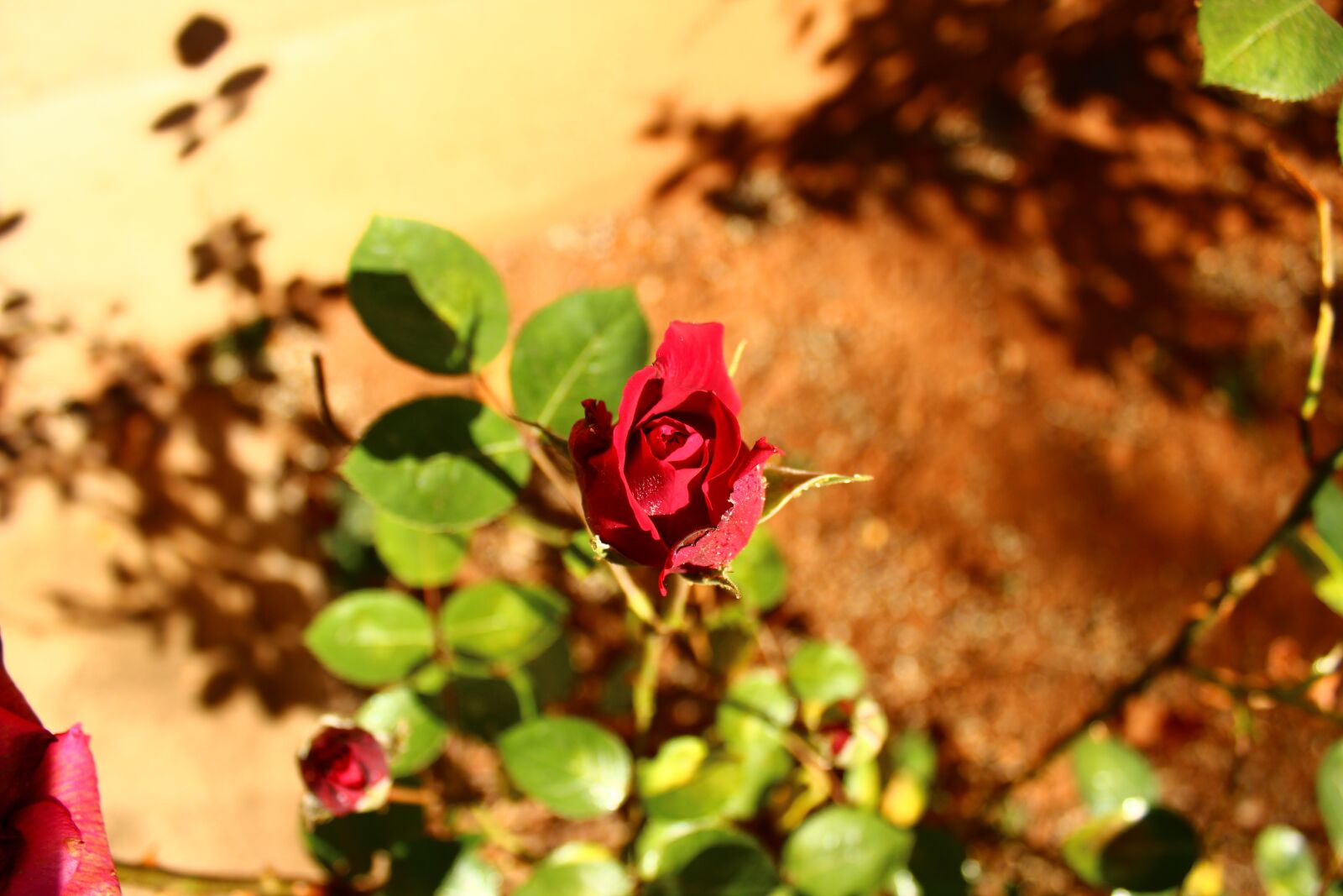 Canon EF-S 18-55mm F3.5-5.6 III sample photo. Red, rose, above stone photography