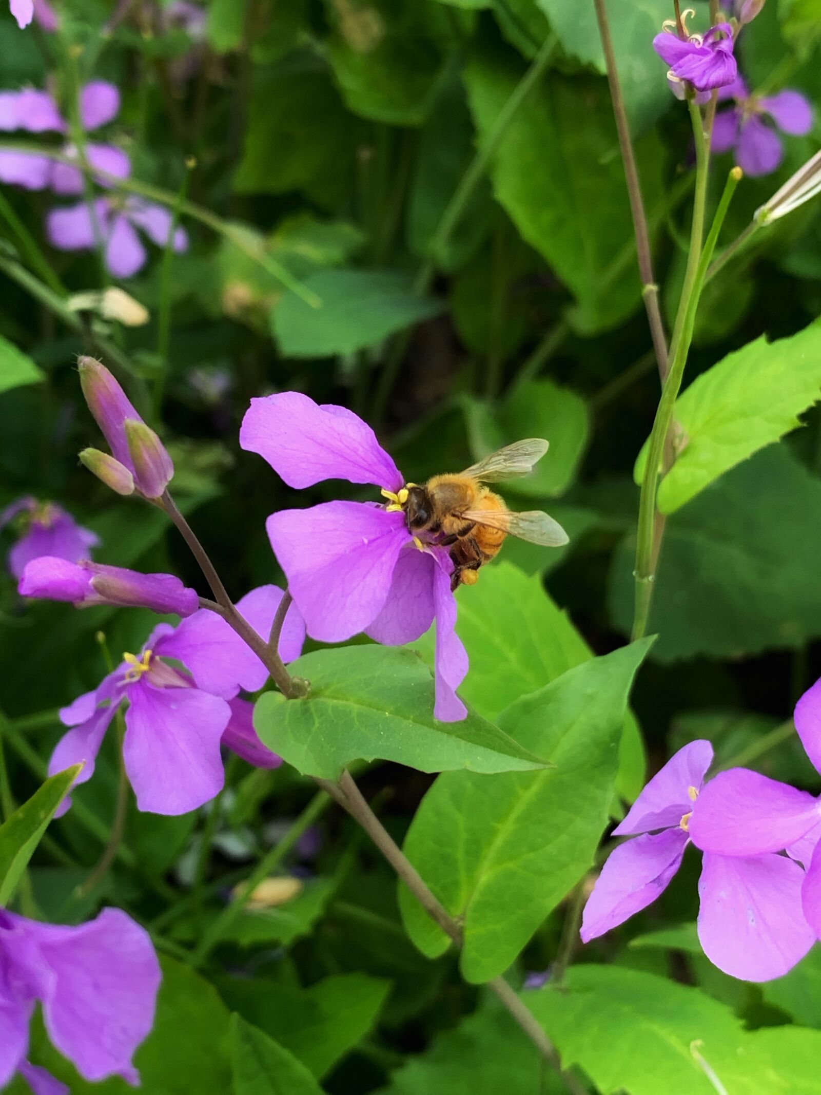 Apple iPhone XS Max sample photo. Spring, flowers, bee photography