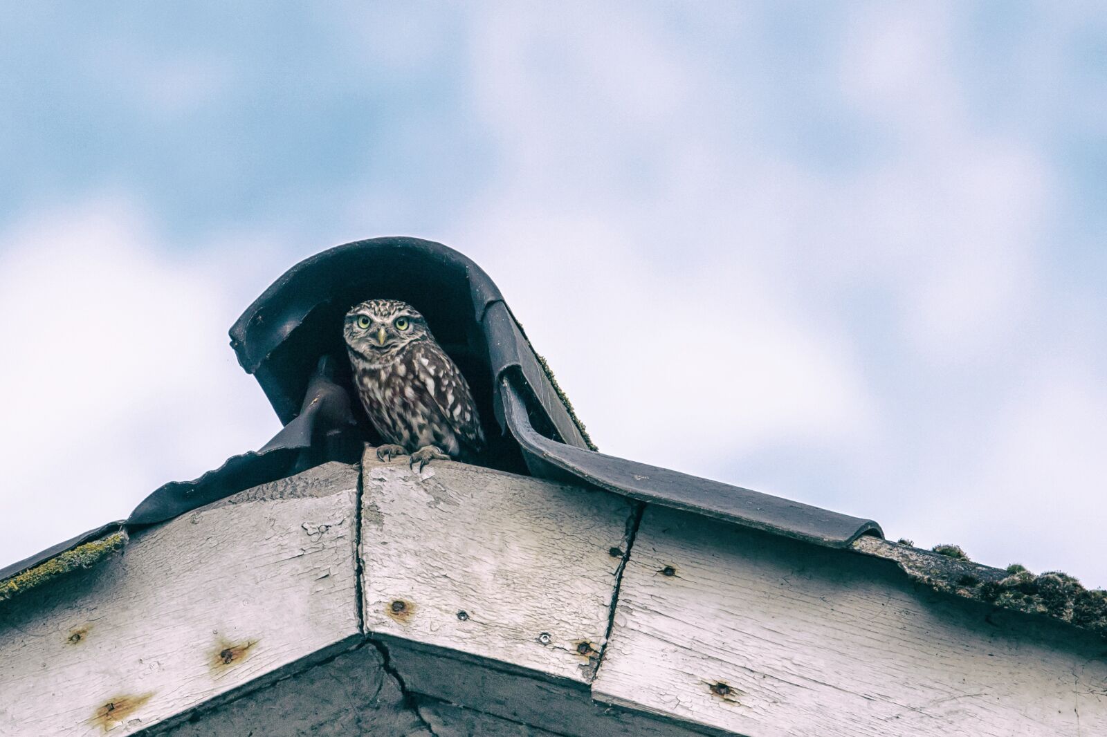 Canon EOS 750D (EOS Rebel T6i / EOS Kiss X8i) sample photo. Bird, kautz, nature photography
