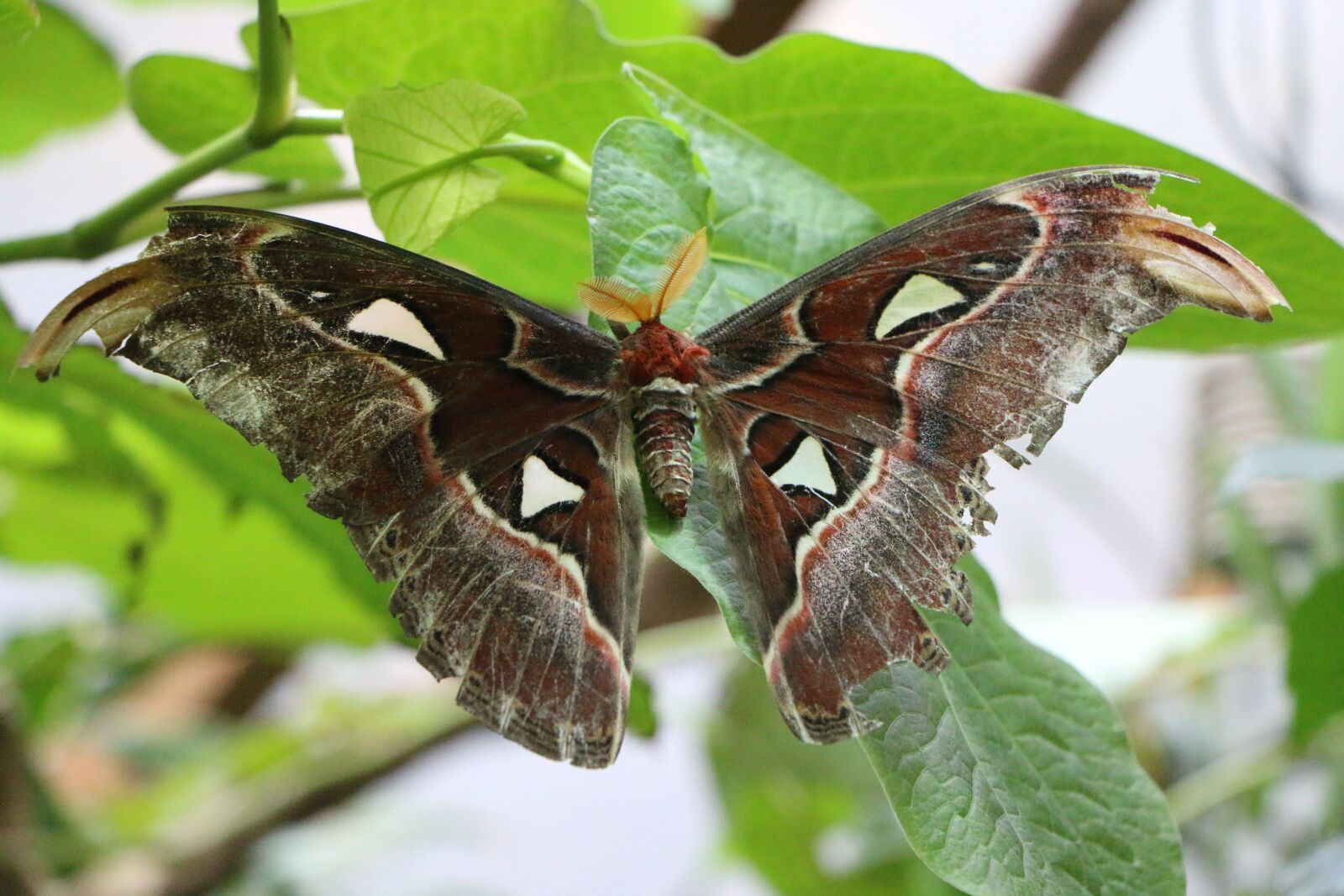 Canon EOS 70D sample photo. Atlas moth, butterfly, motte photography