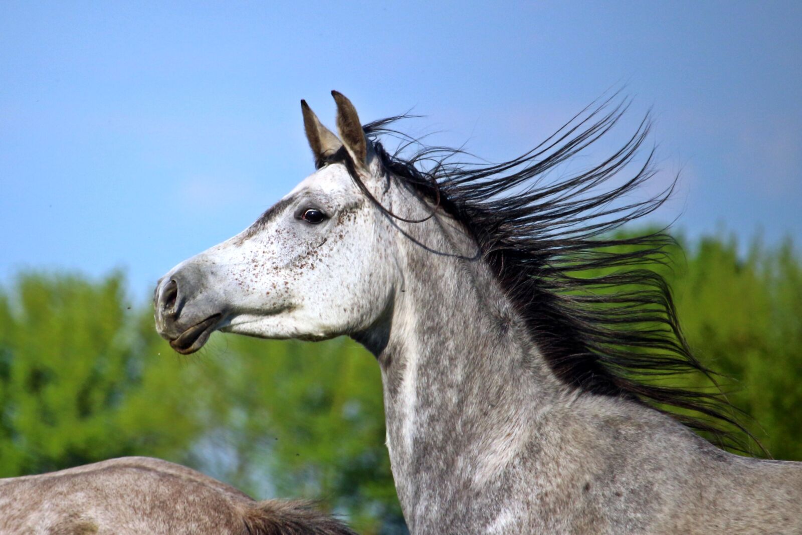 Canon EOS 100D (EOS Rebel SL1 / EOS Kiss X7) sample photo. Mold, horse, thoroughbred arabian photography